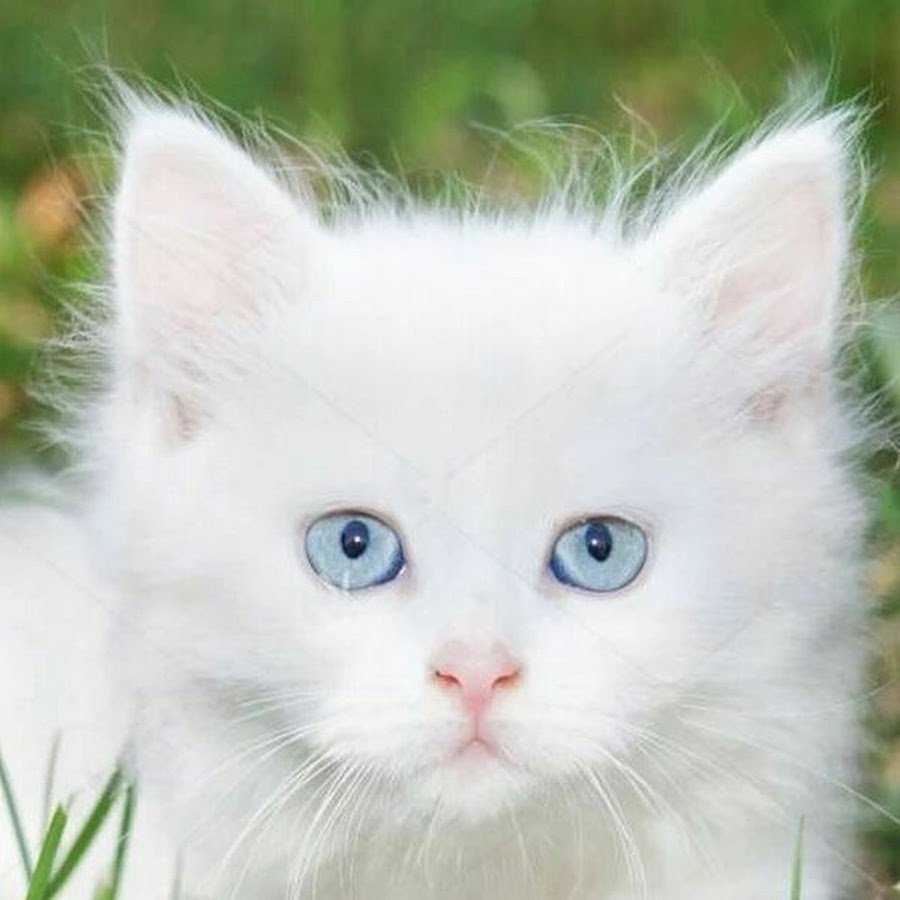 Белый Кот С Голубыми Глазами Фото