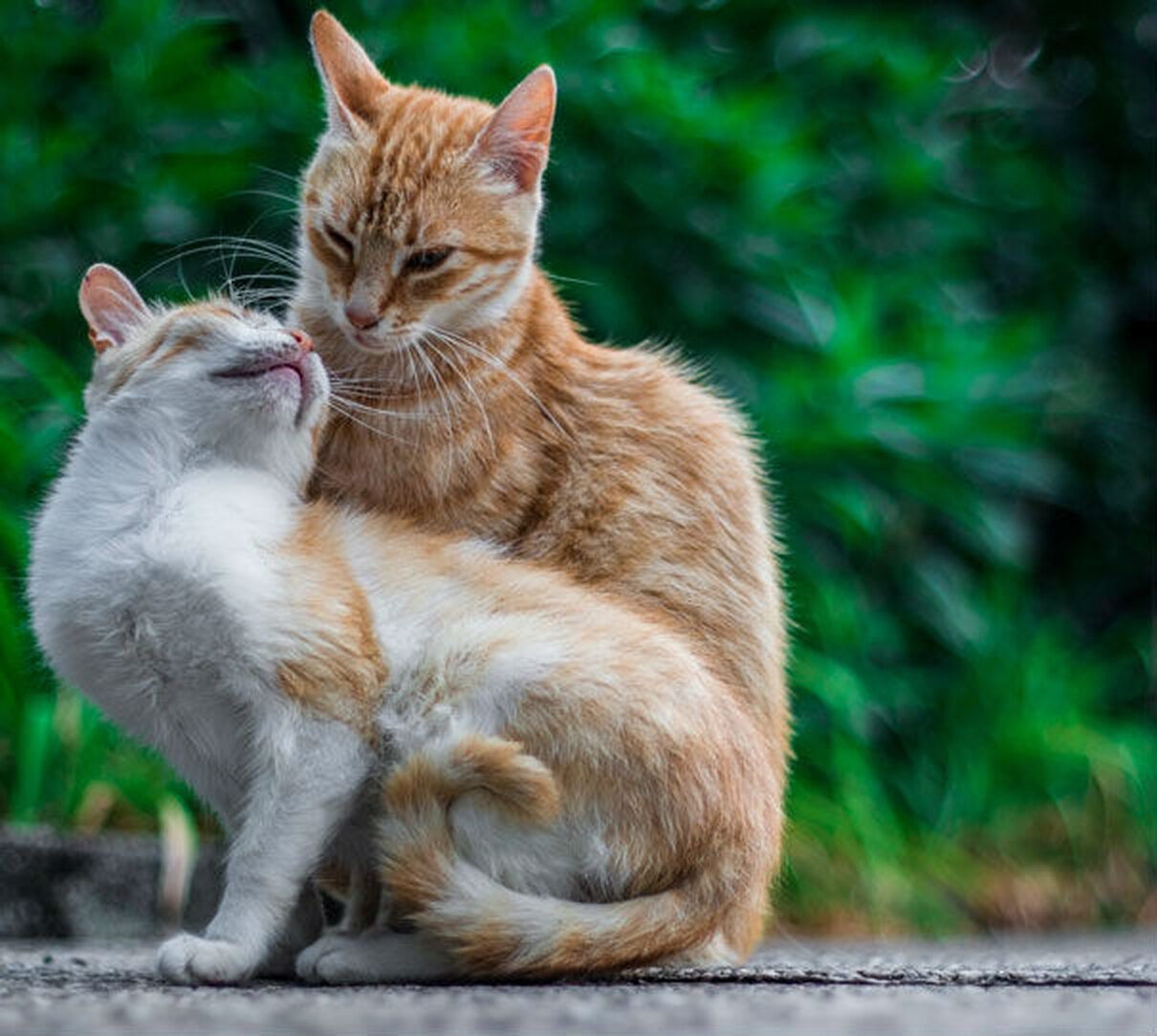 Кошечки любовь. Влюбленные кошки. Коты любовь. Влюбленный котик. Парочка котов.