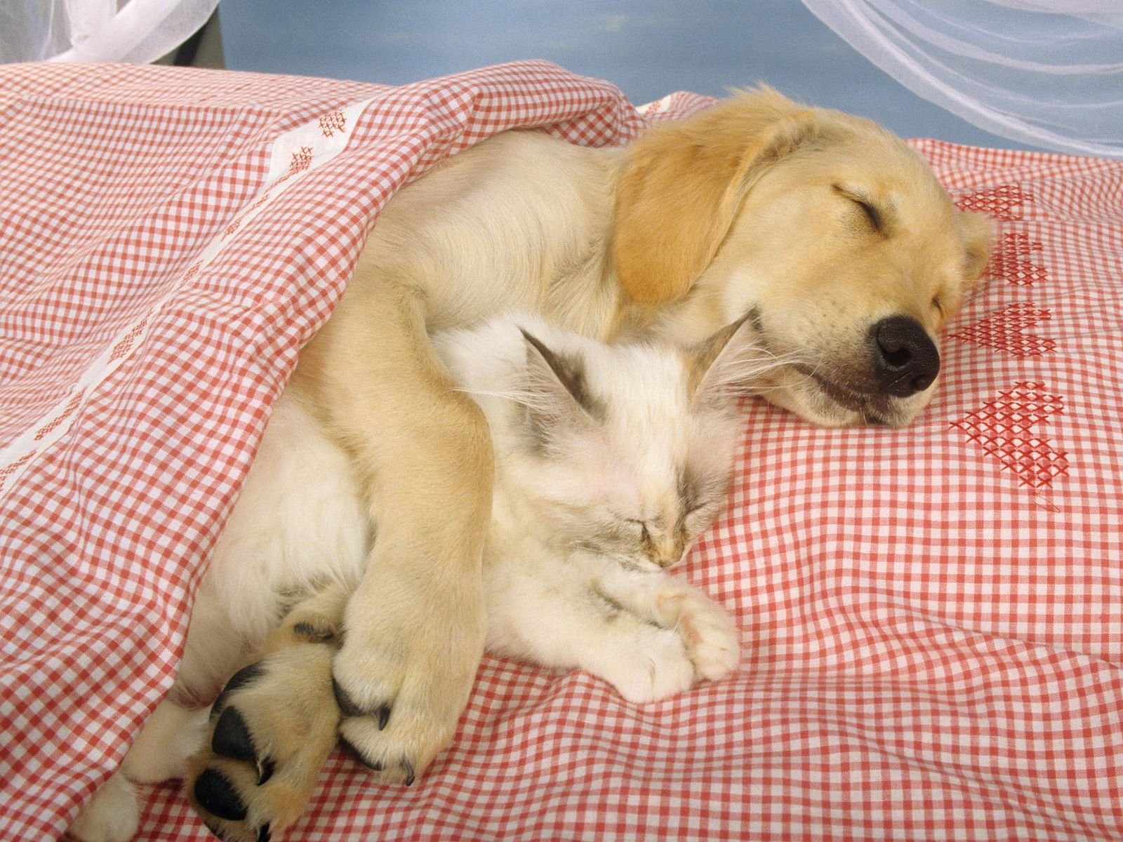 Видео спящей собаки. Животные спят. Спящие щенки. Котики собачки.