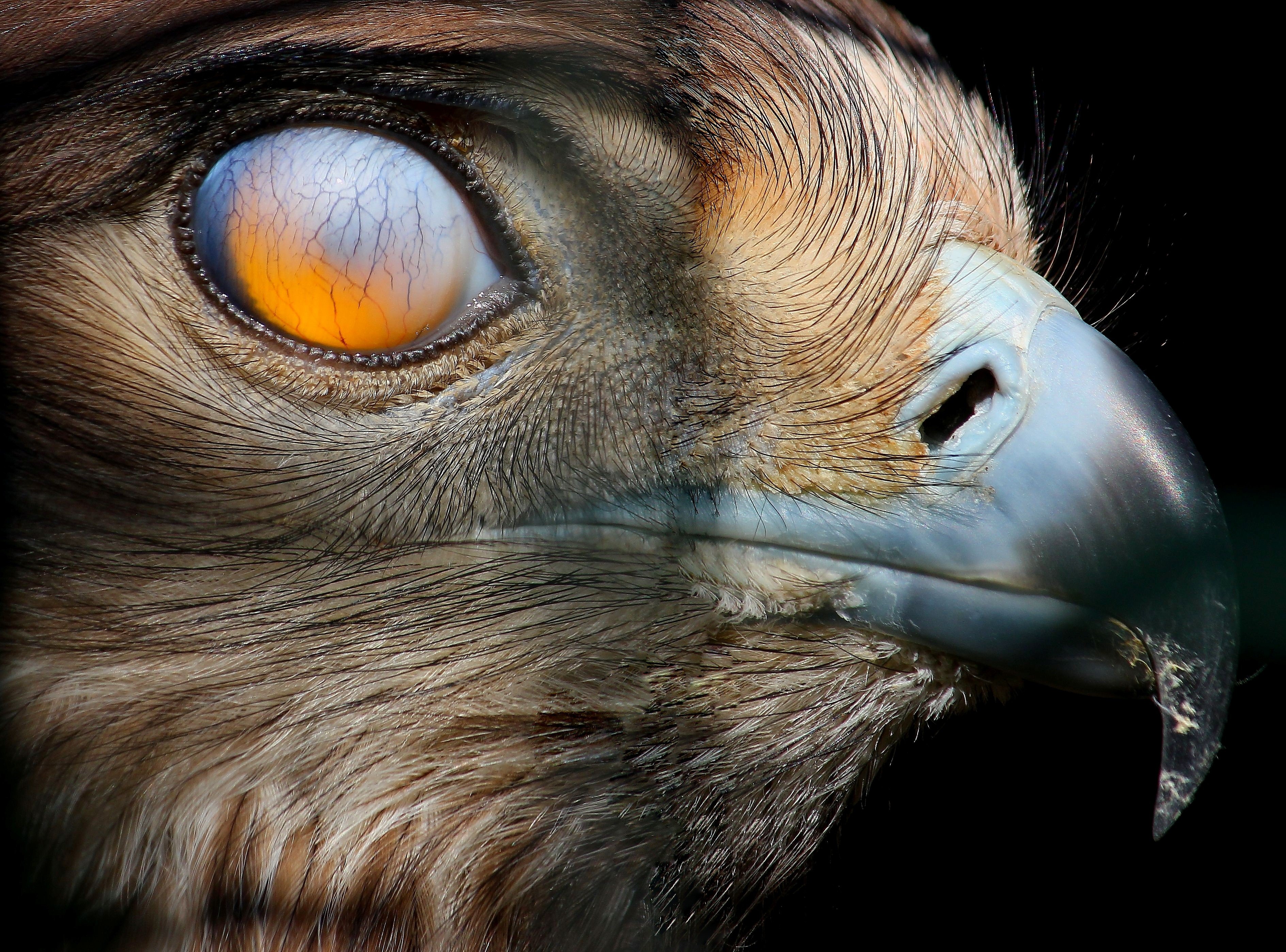 Цвет глаз птиц. Глаза животных. Птичий глаз. Глаза зверя. Необычные глаза животных.