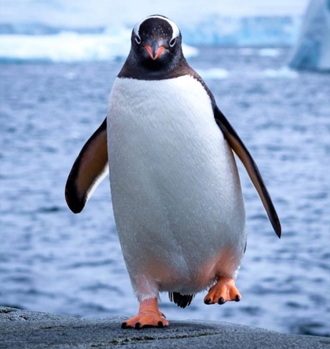 Веселый Пингвин.