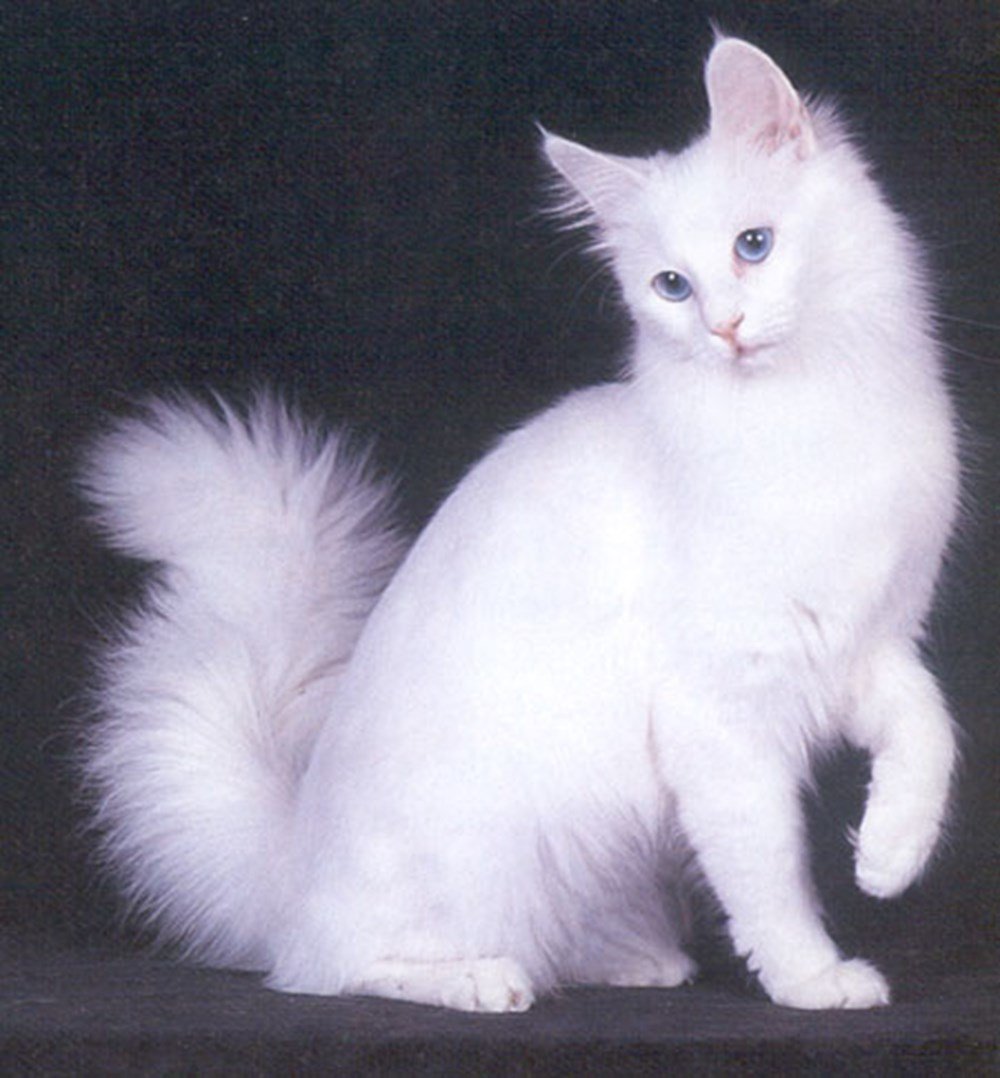 Как называется белая порода кошек. Ангорская кошка. Турецкая ангора кот. Турецкая ангора биколор. Турецкая ангорская кошка.