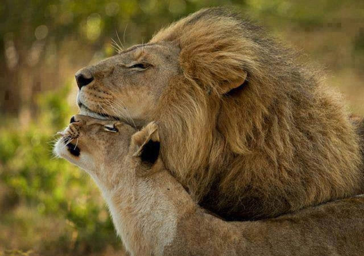 Ласковые звери фото. Лев и львица. Львы любовь. Животные парочки. Объятия животных.