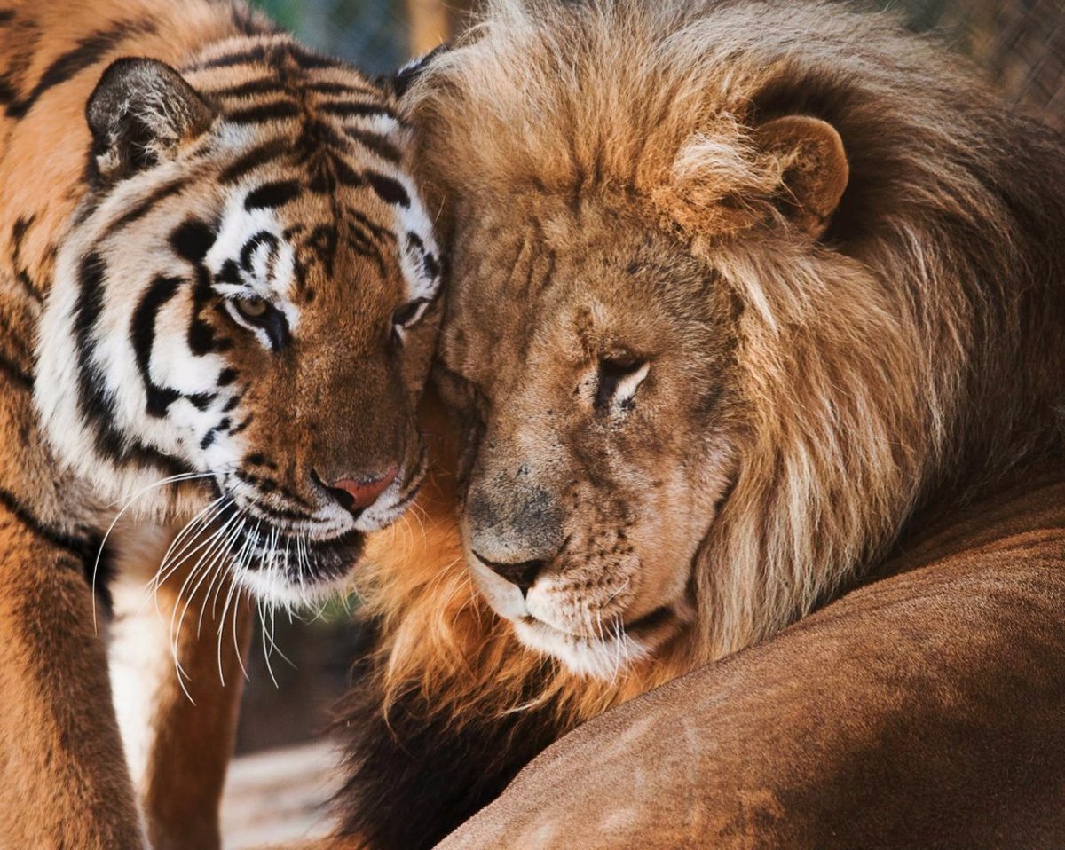 Что за лев этот тигр mp3. Львица Лев тигр. Тигр львицу Лев тигрицу. Лион Тигер. Лев и львица тигрята.