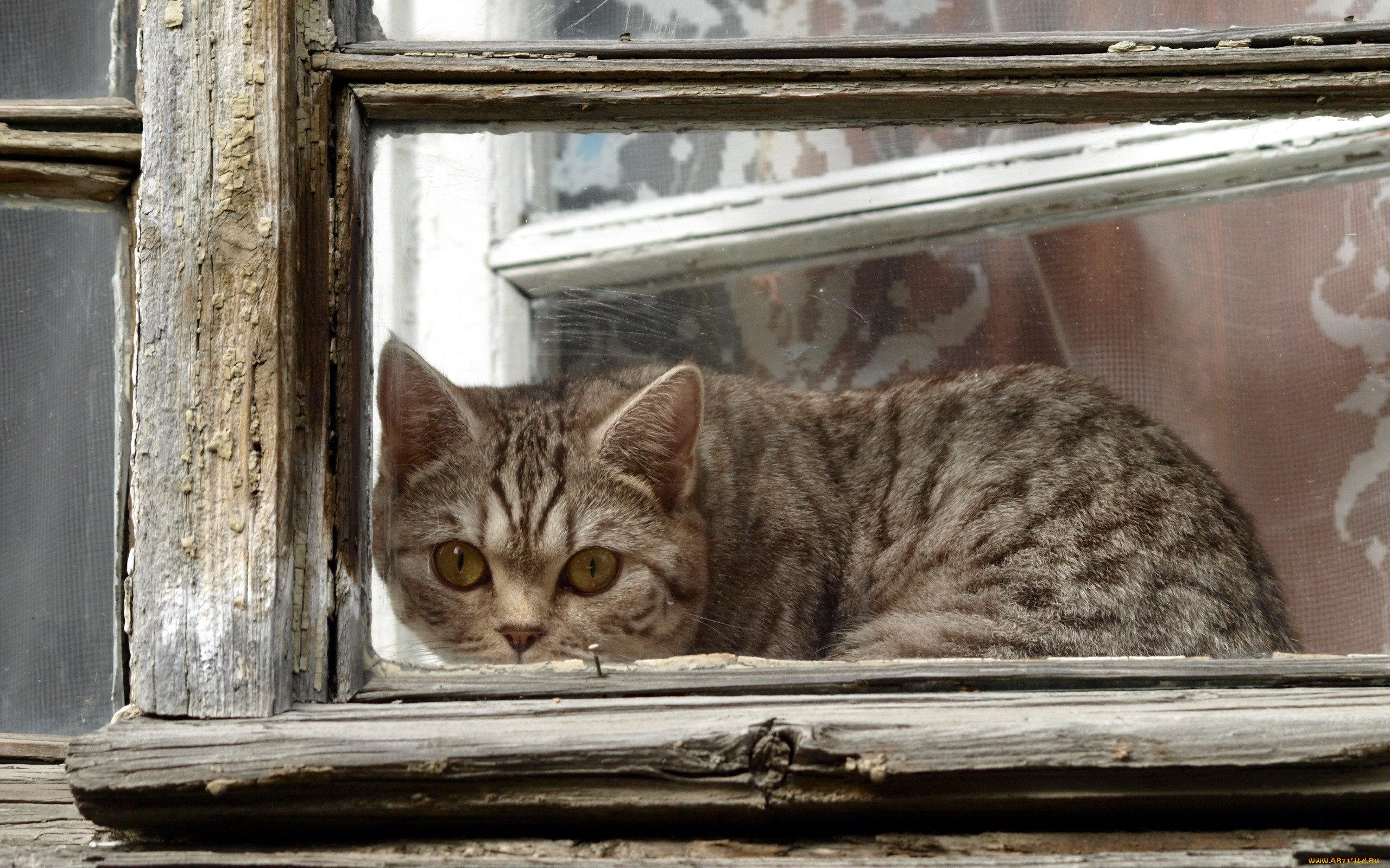 Посмотри в окно как там хорошо. Кот на окне. Кошки на окошке. Коты на подоконнике. Котик у окна.
