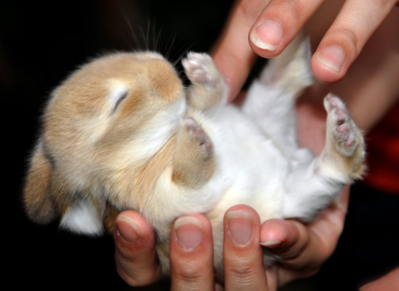 Small touches. Кролик на руках. Кролик на ладошке. Маленький кролик в ладошках. Маленький зайчик.