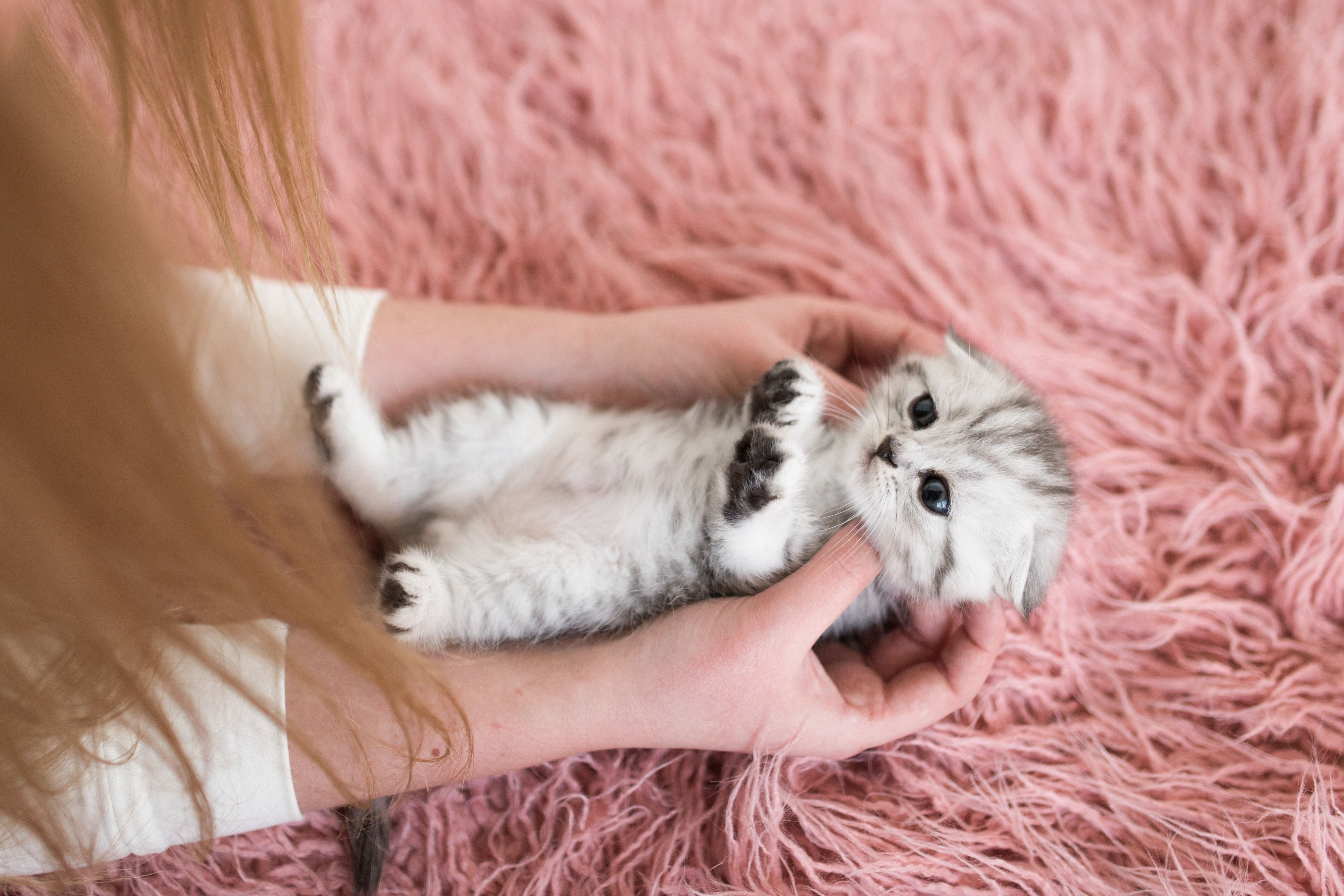 Милый котик на руках