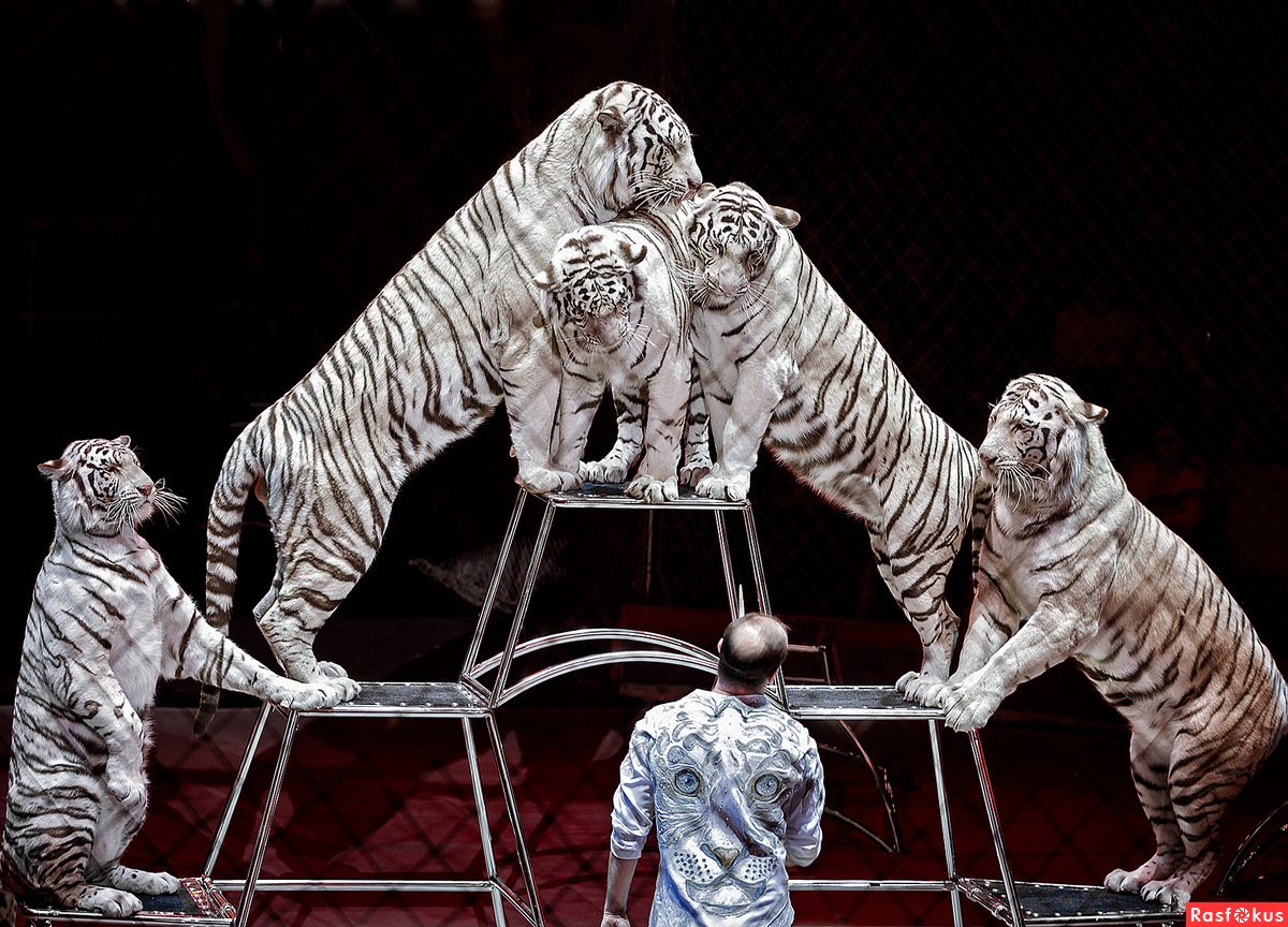 Цирк бенгальские тигры. Цирк братьев Запашных тигры. Цирк Никулина белые тигры дрессировщик.