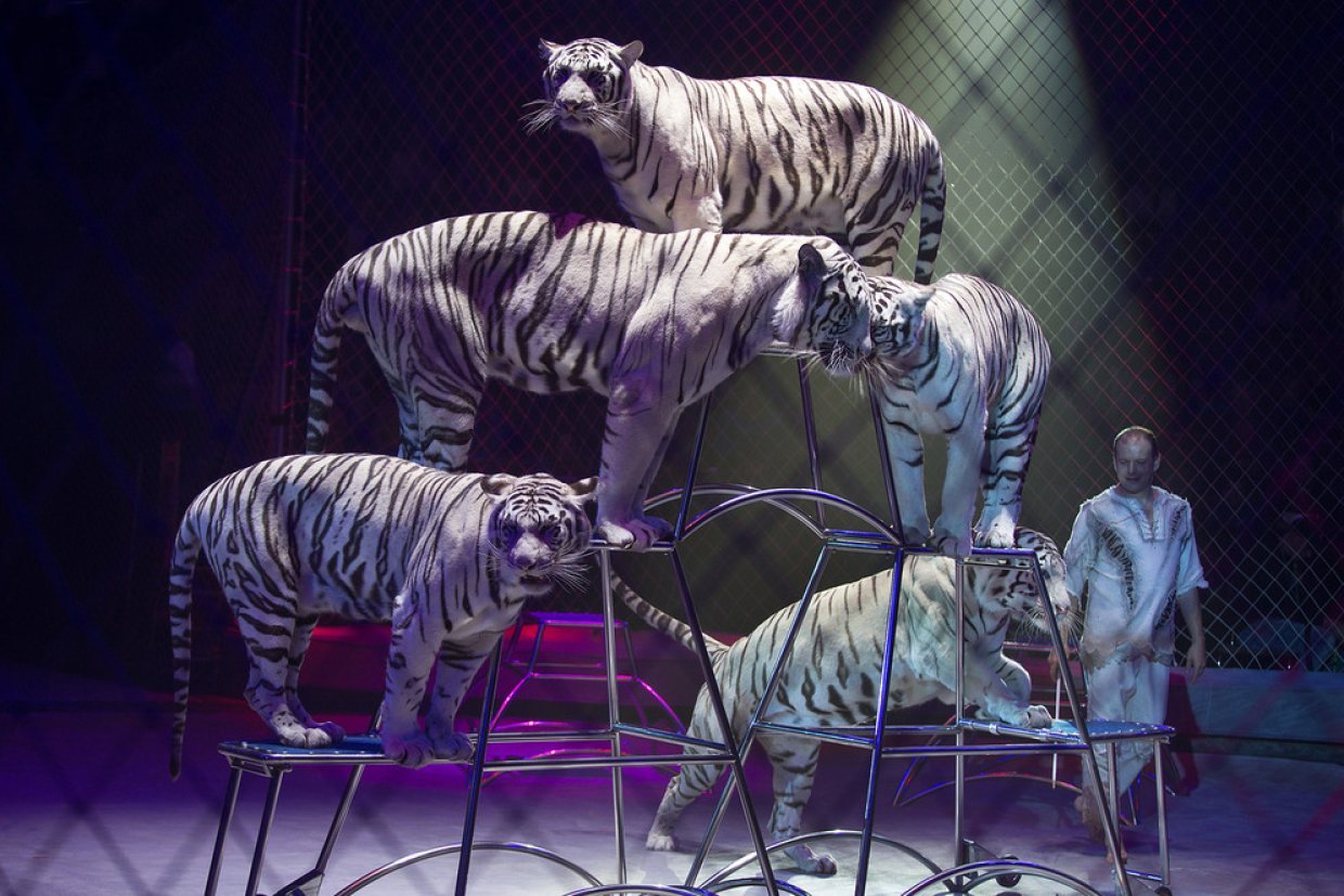 Цирк бенгальские тигры. Братья Запашные. Братья Запашные цирк. Цирк Запашные тигры. Белый тигр Запашные.