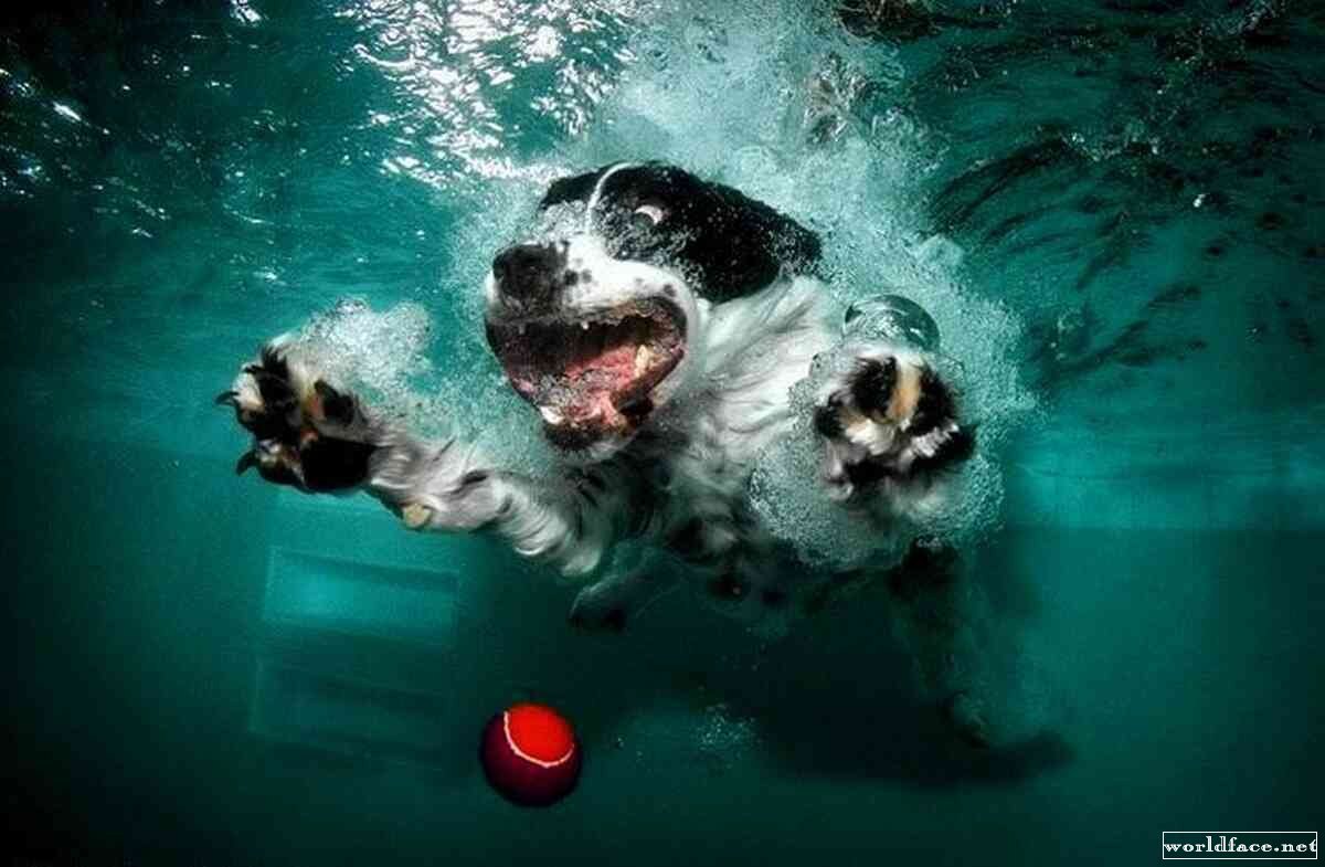 Смешные собаки под водой