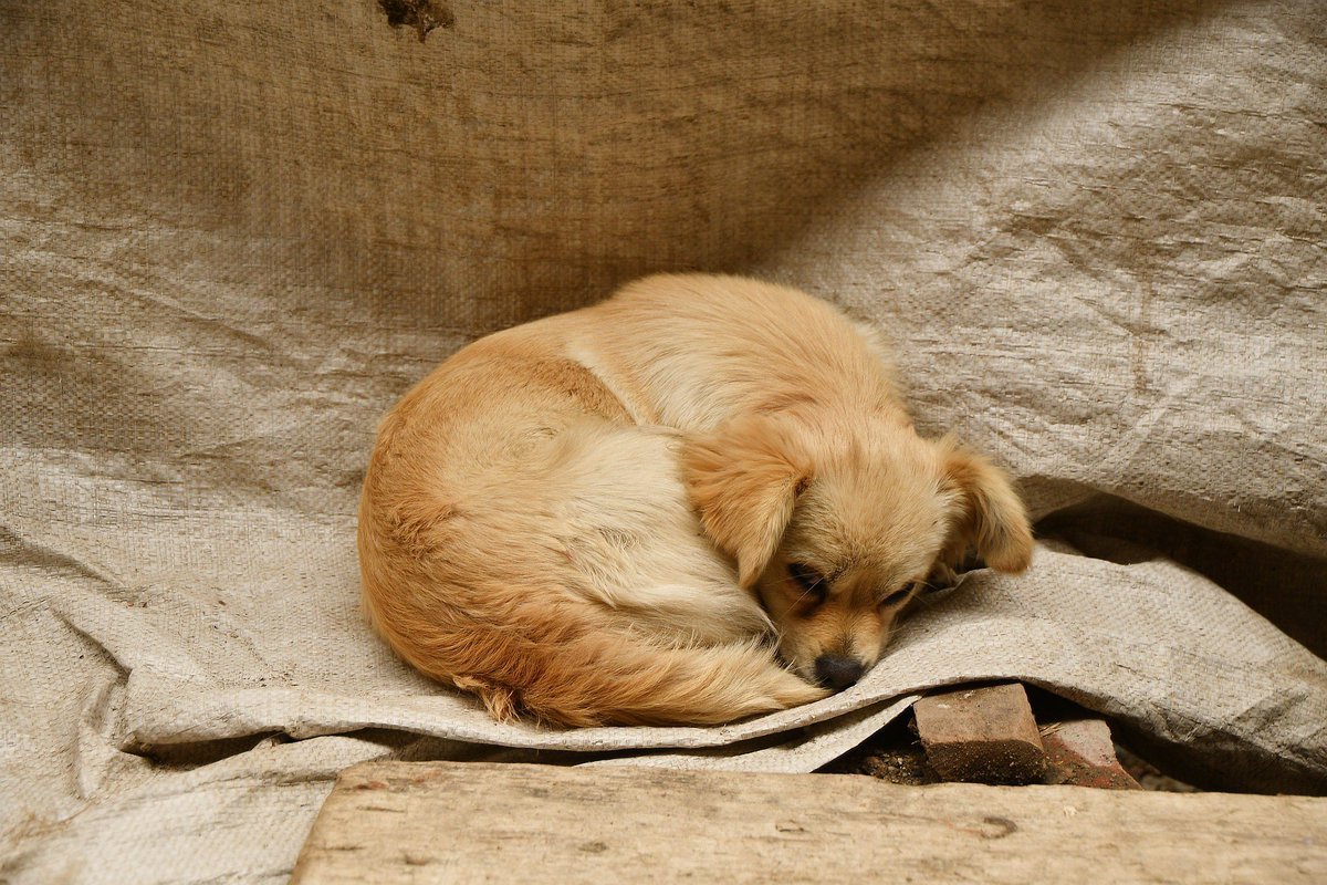 Сонник собака без. Бежевая собака. Бежевый щенок. Снится бежевая собака. Фото спящей бежевой собаки.