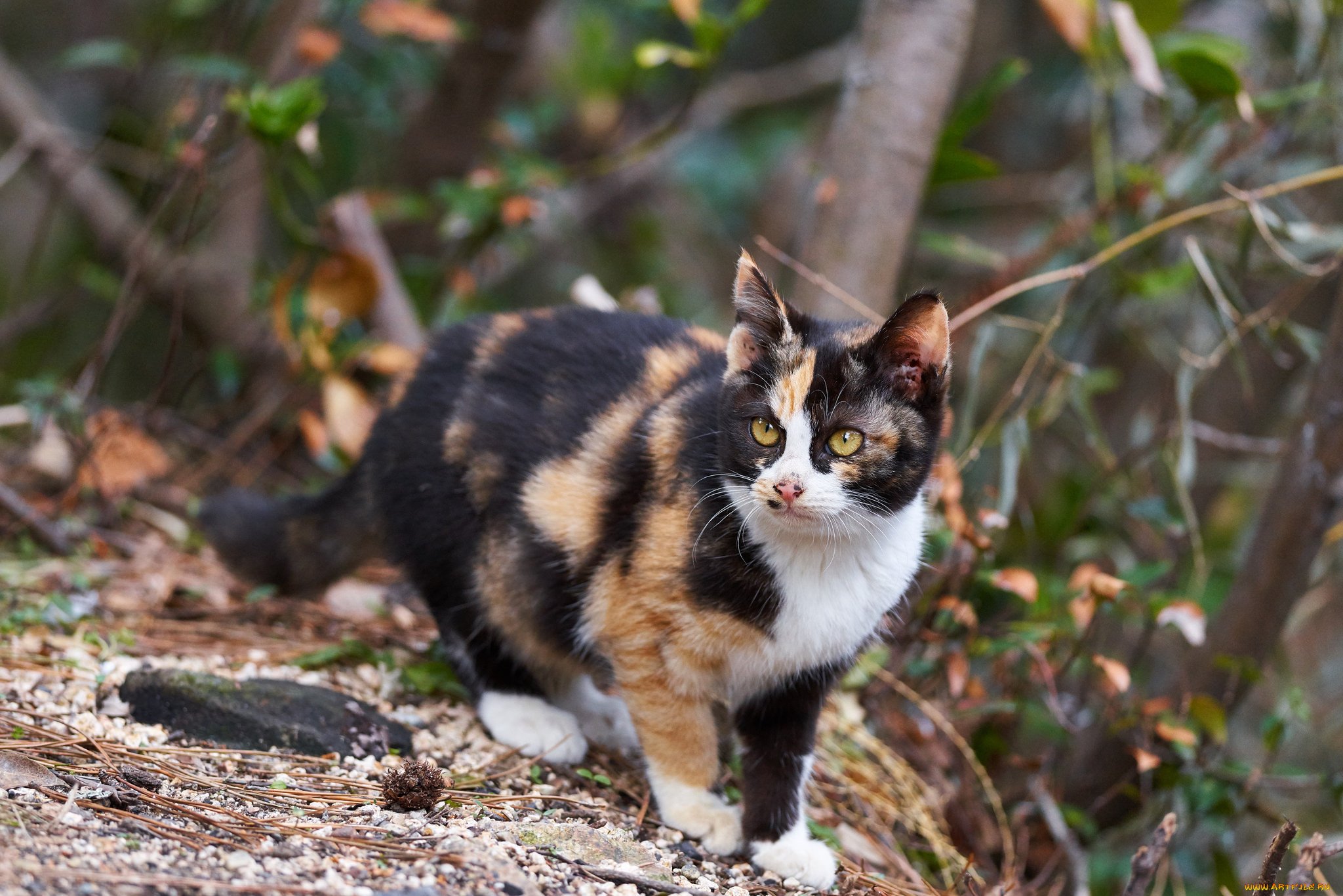 Трёхцветная Сибирская кошка Арлекин