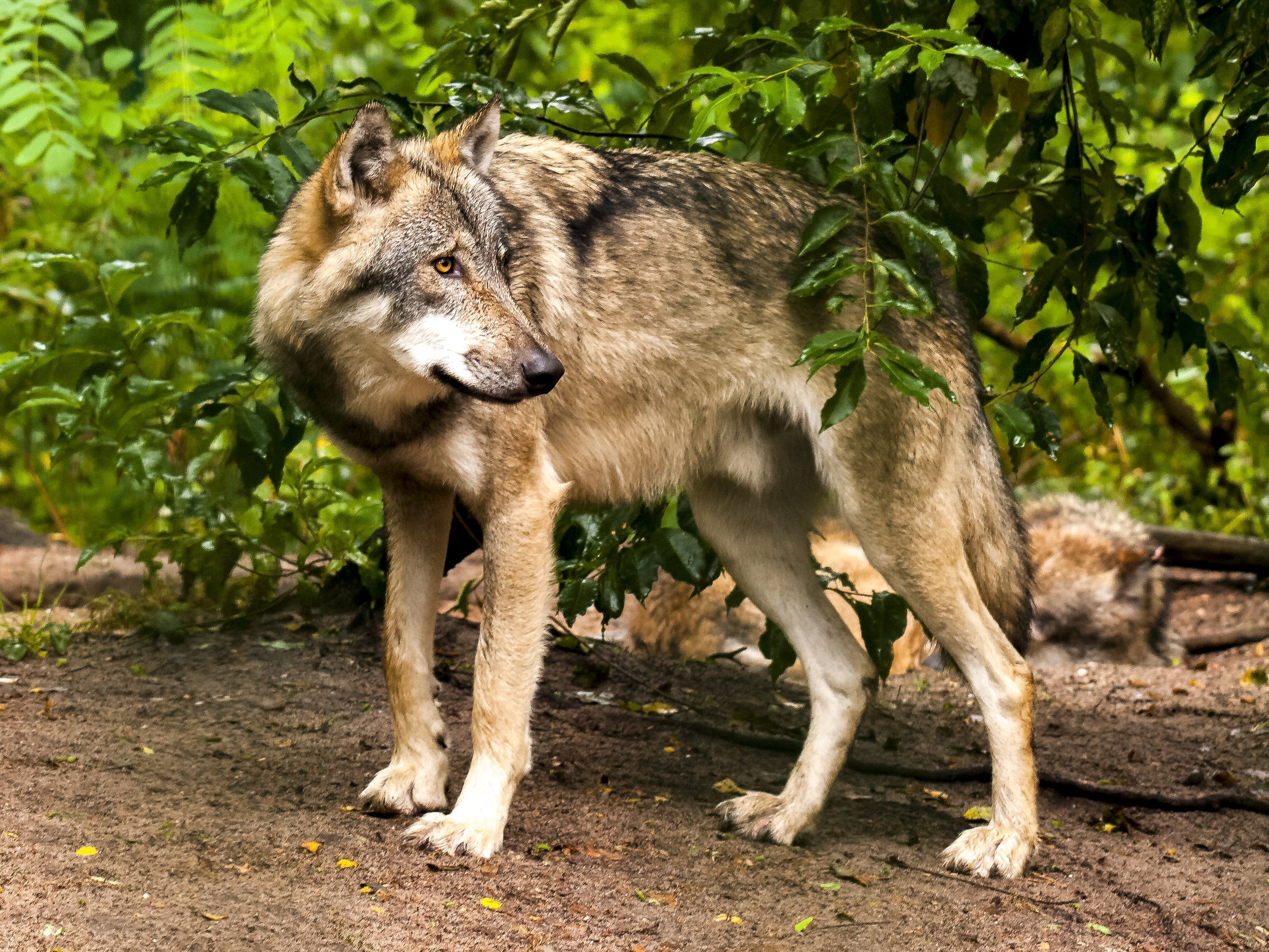Волк евразии. Среднерусский Лесной волк. Хищные животные волки. Млекопитающие животные волк. Настоящий волк.