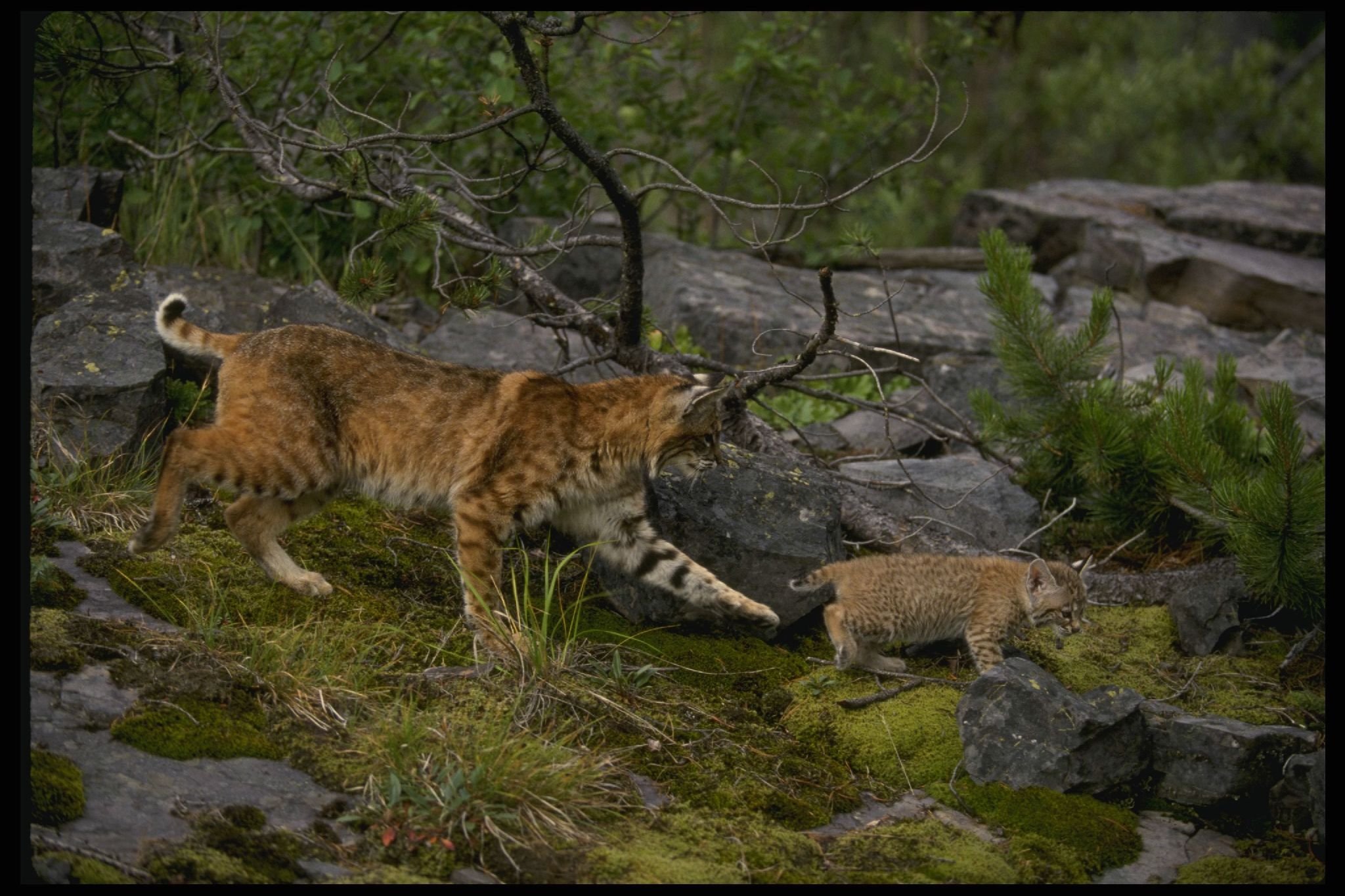 Рысь место. Рысь (Lynx Lynx) в дикой природе. Беловежская пуща Рысь. Рысь Кедровая Падь. Пума и Рысь.