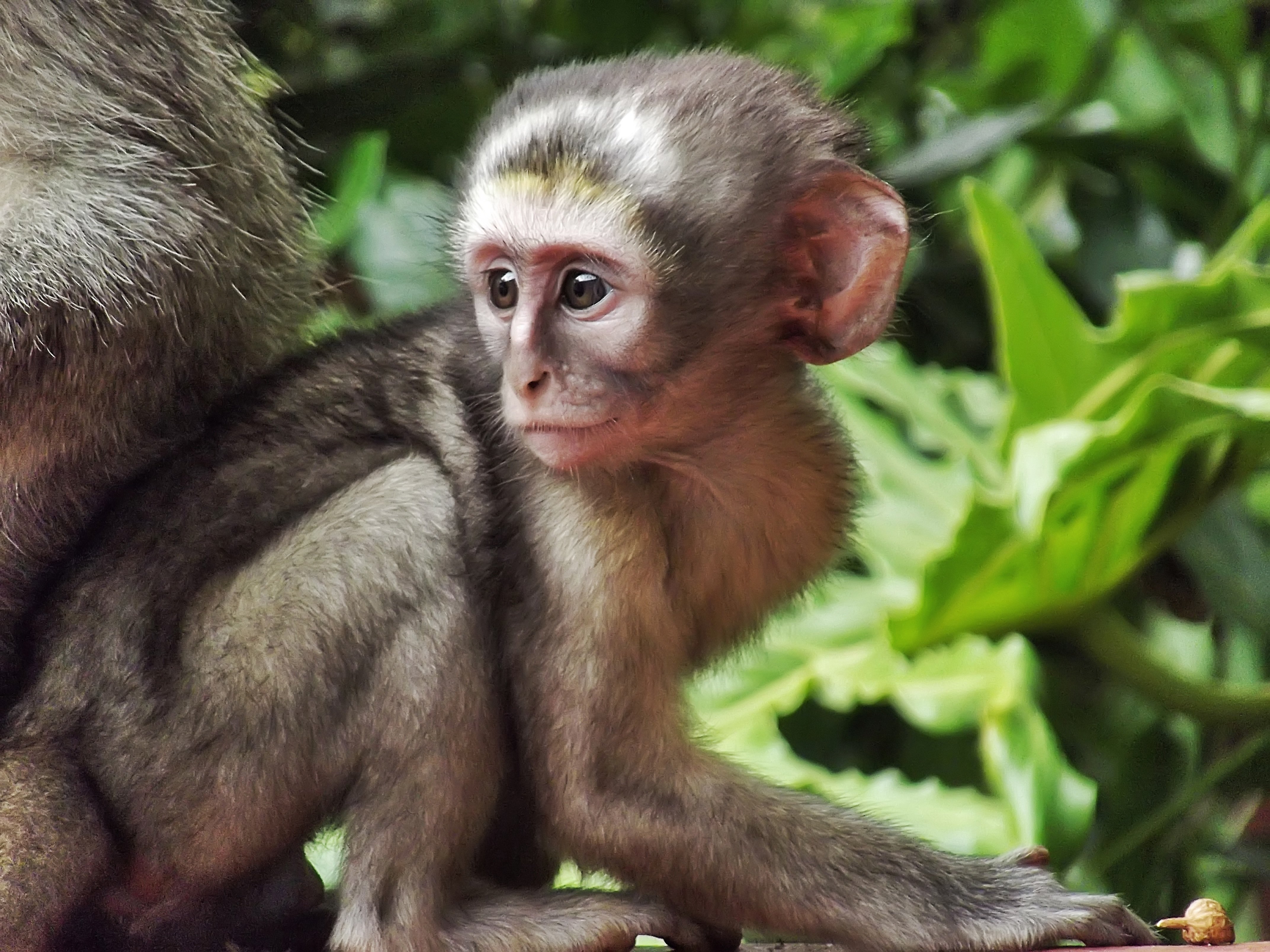 Макаки шимпанзе. Сухоносые приматы. Яванский макак малыш. Маймун обезьяна. Обезьяна примат.