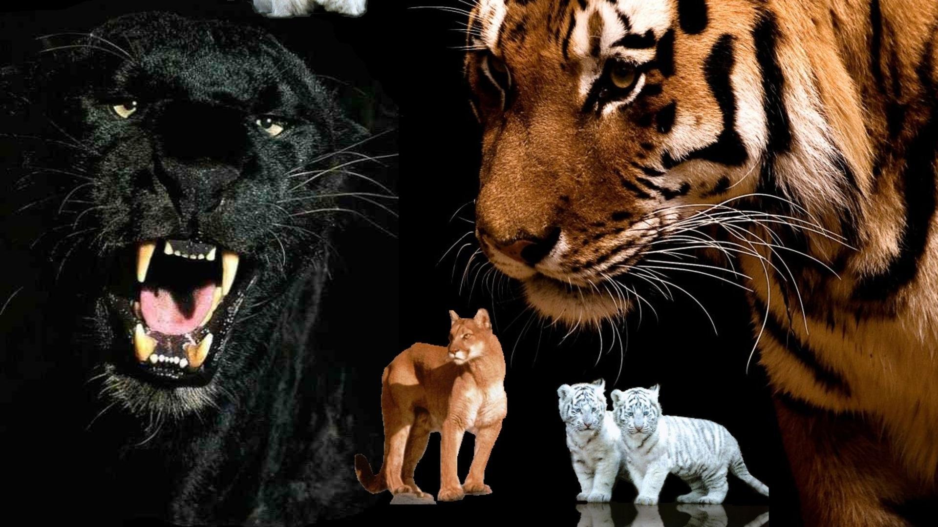Левый тигр. Лев пантера гепард тигр …. Тигр Лев и леопард. Лев, тигр, леопард Ягуар, пантера. Тигры леопарды львы пантеры.