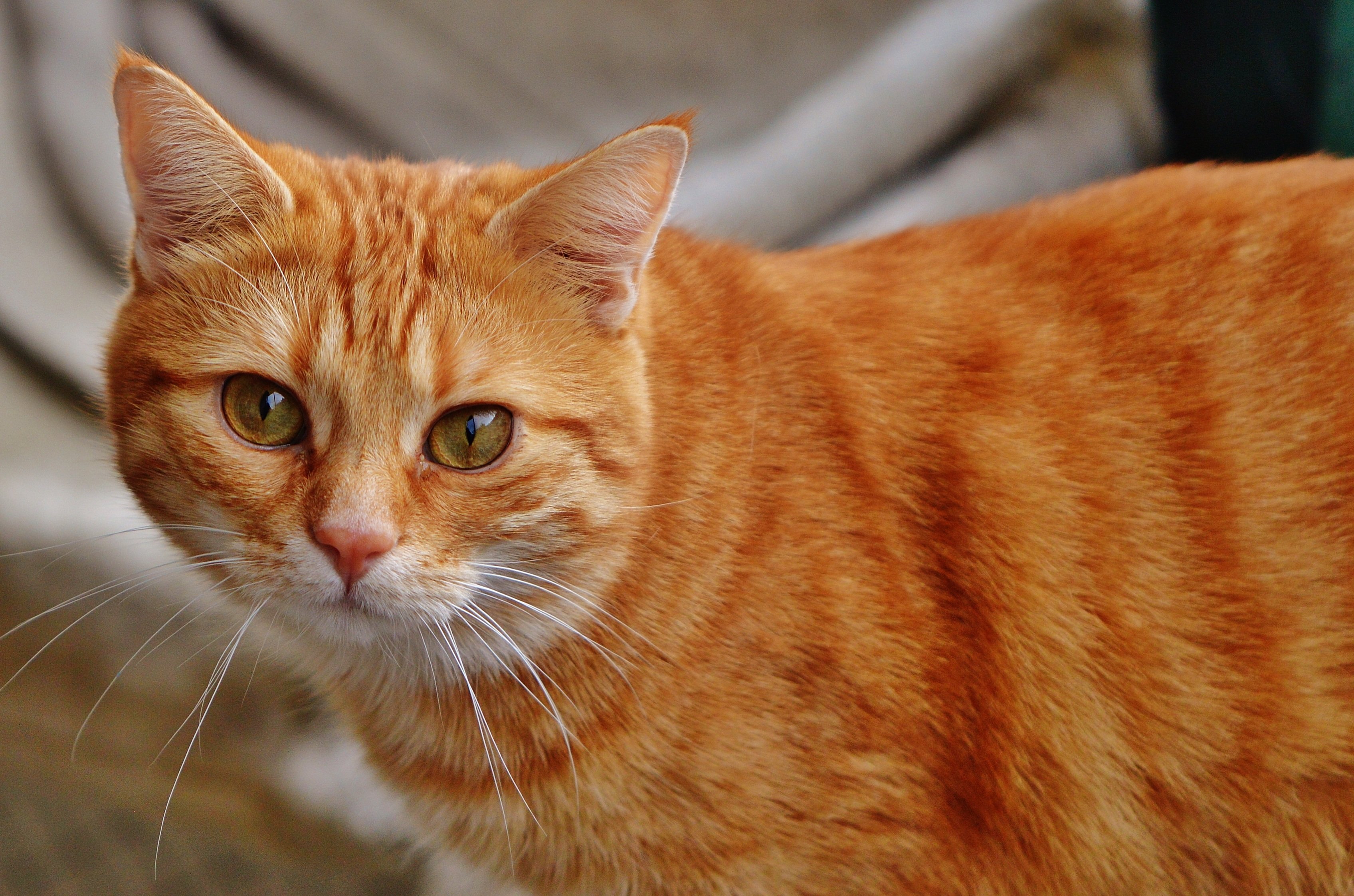 Пестро рыжая. Европейская короткошерстная кошка рыжая. Тигровый макрелевый табби рыжий. Европейская короткошерстная табби рыжий. Британский рыжий кот гладкошерстный.
