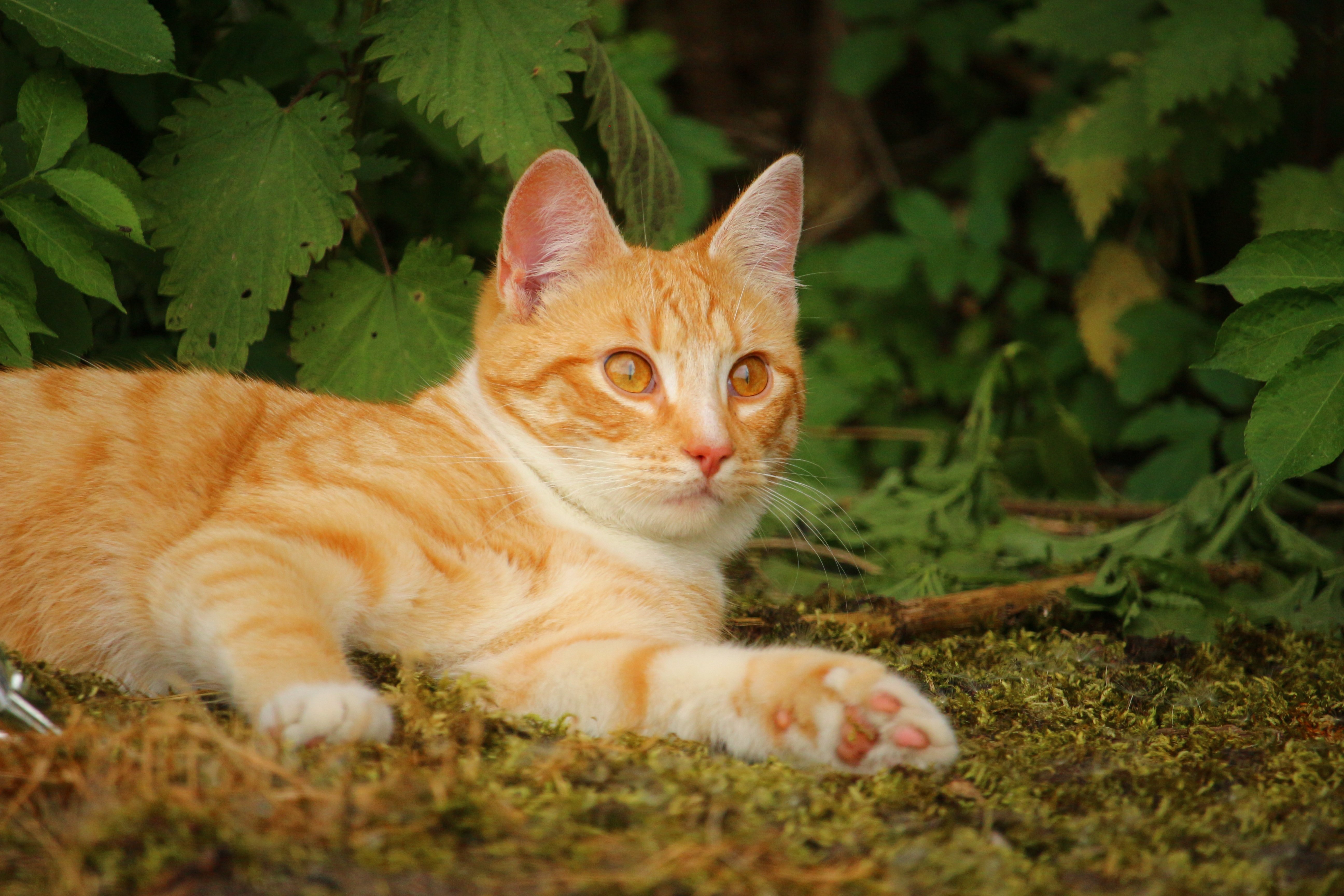 Пестро рыжая. Европейская короткошерстная табби рыжий. Европейская короткошерстная кошка рыжая. Тигровый макрелевый табби рыжий. Европейский короткошерстный кот рыжий.