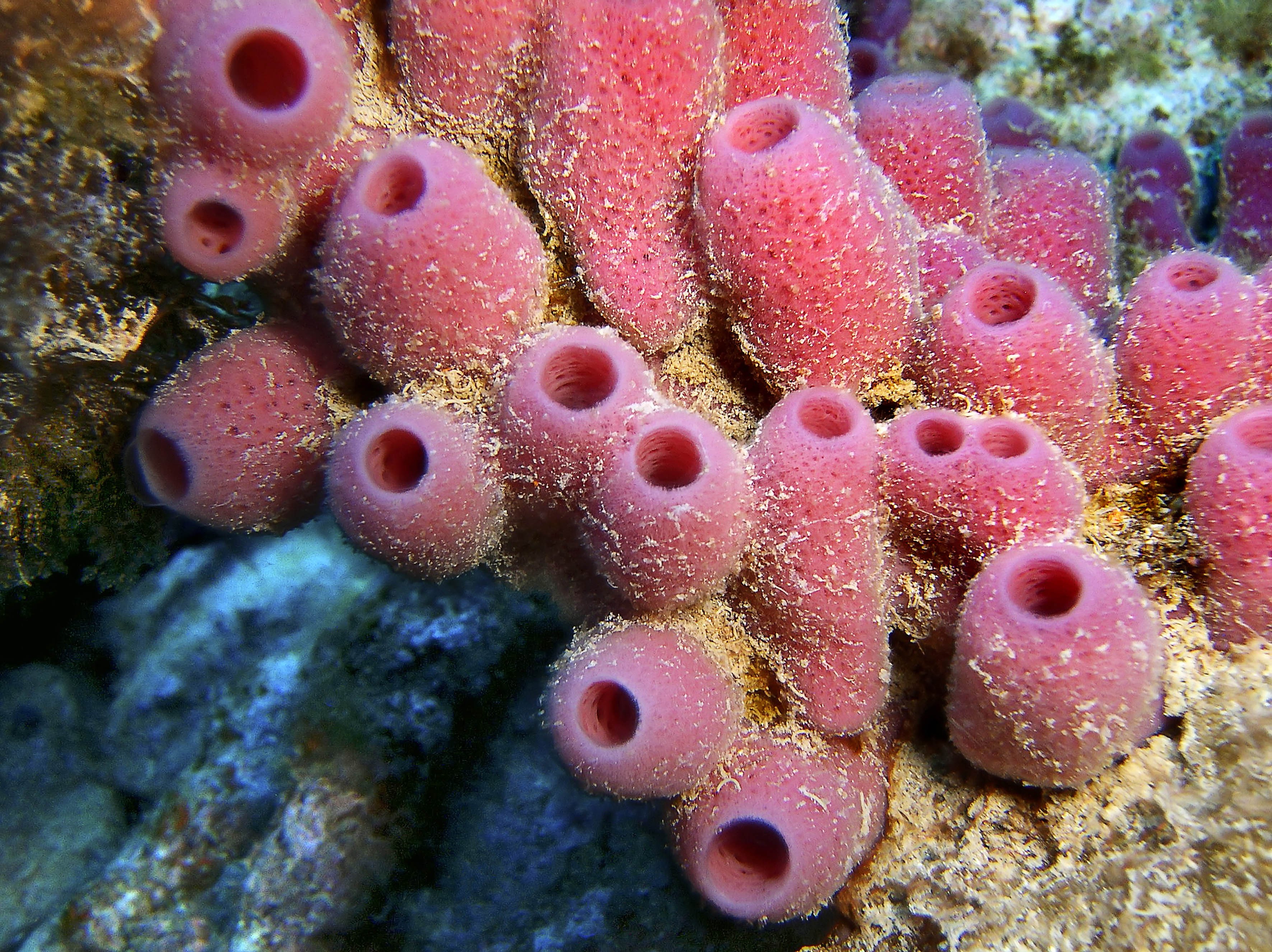 Красный трубчатый коралл