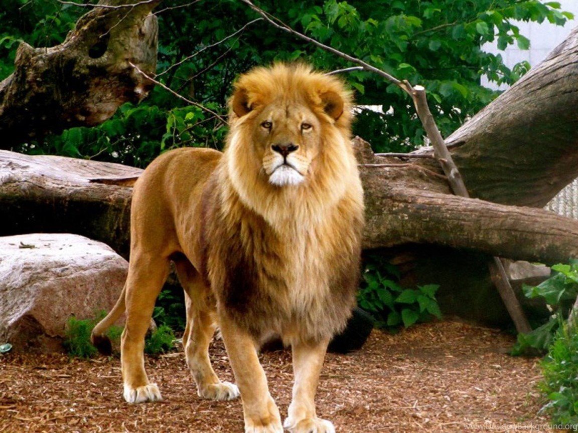 Полные лев. Лев в полный рост. Лев во весь рост. Стоящий Лев. Молодой красивый Лев.