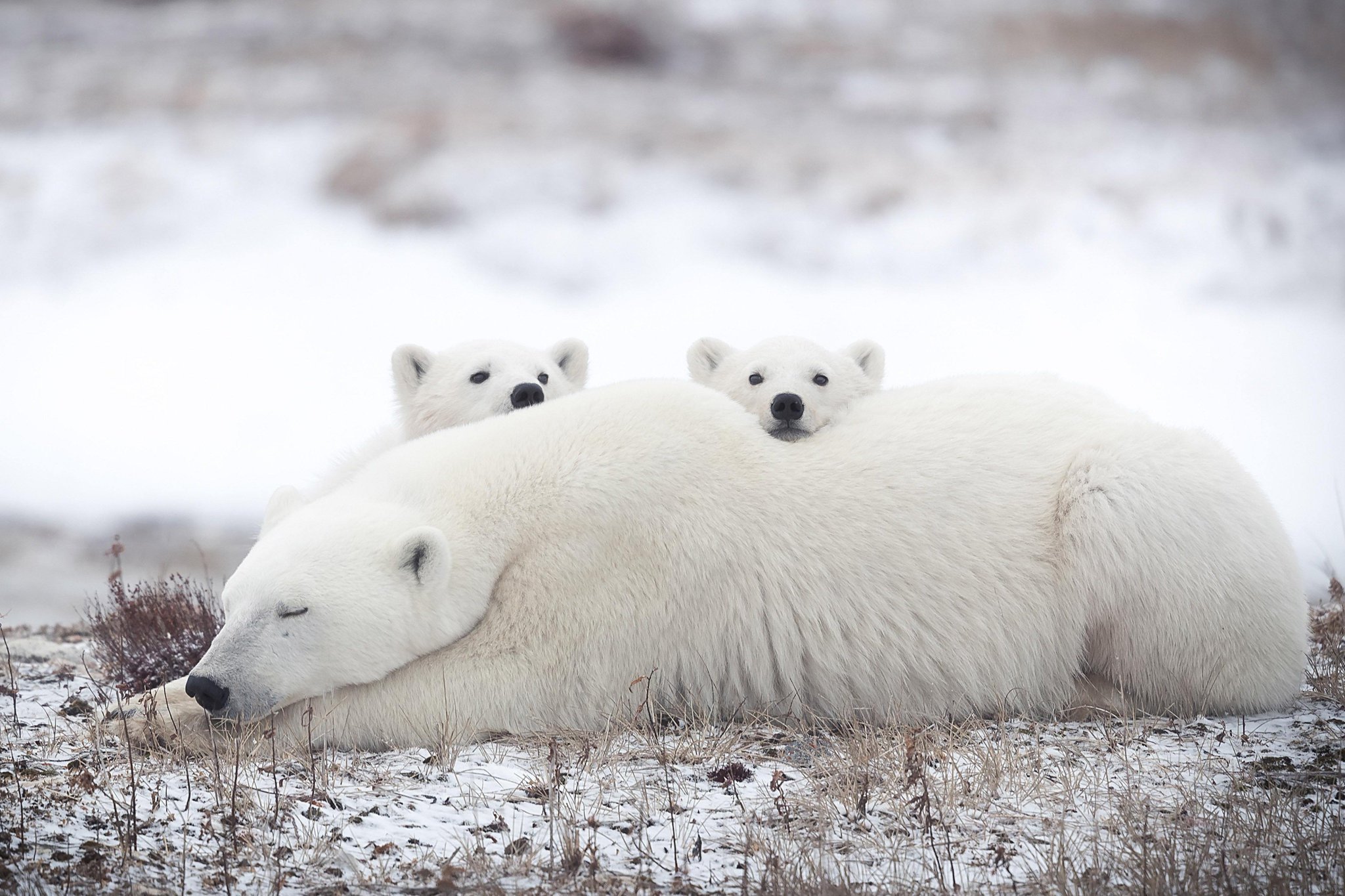 На следующей странице представлены фотографии белого медведя. Белые медведи на Кольском полуострове. Белый Медведвежонок. SNOWRUNNER Кольский полуостров белый медведь. Белый медведь с медвежатами.