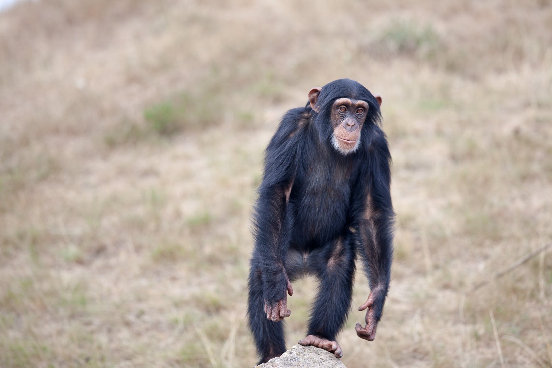 Приматы шимпанзе. Шимпанзе обезьяна шимпанзе. Шимпанзе бонобо. Шимпанзе Pan Troglodytes.