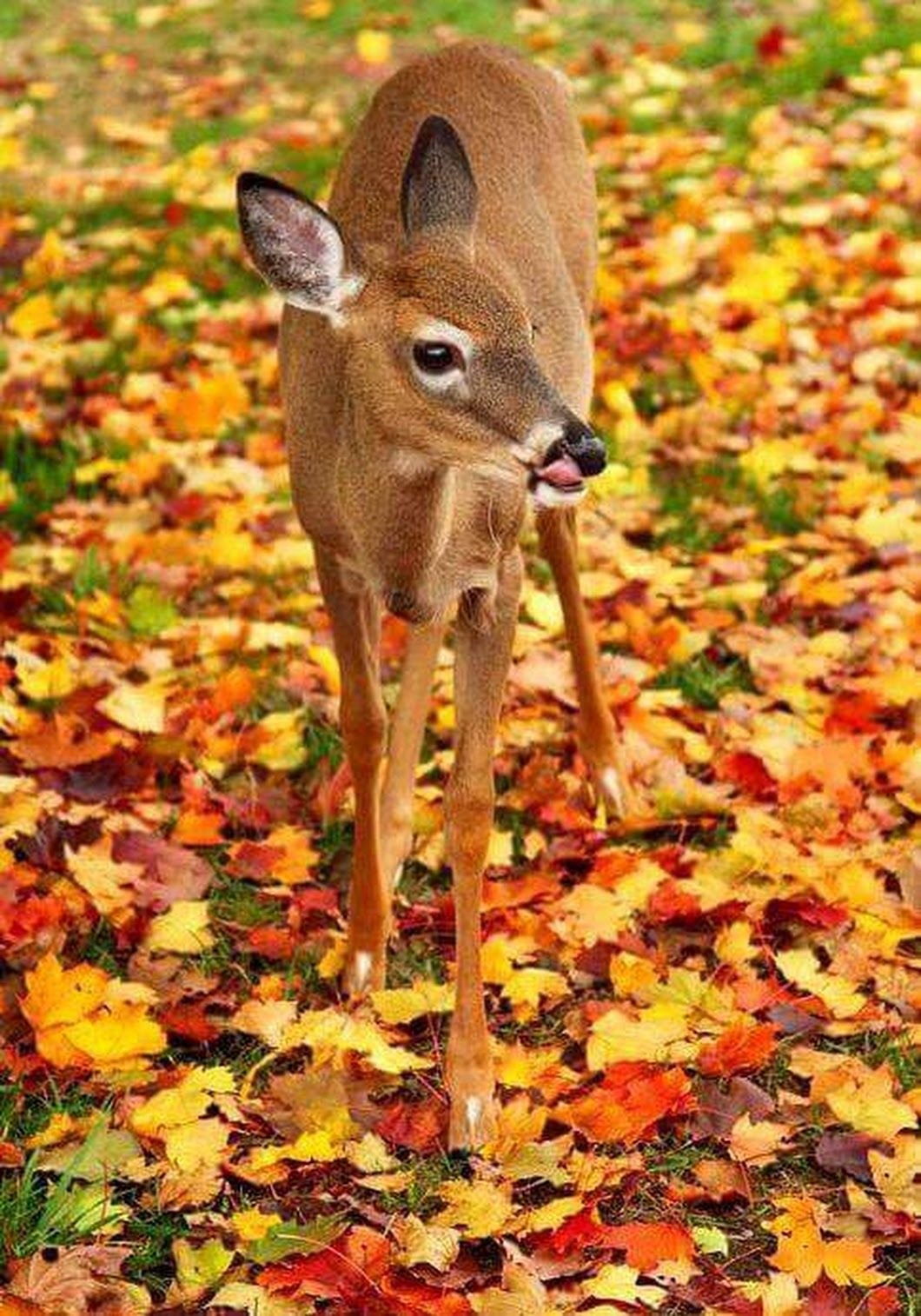 фото красивой природы осень и животных
