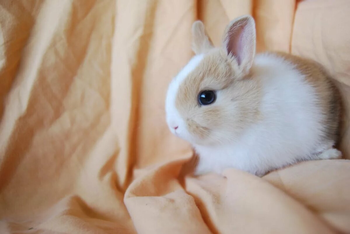 Кролик Герлион