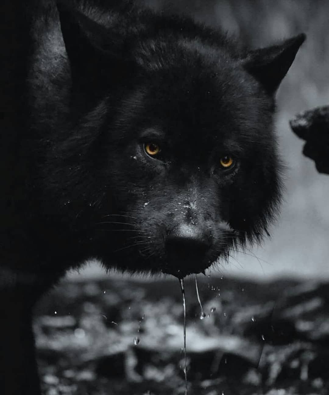 Скачать Фото Черного Волка