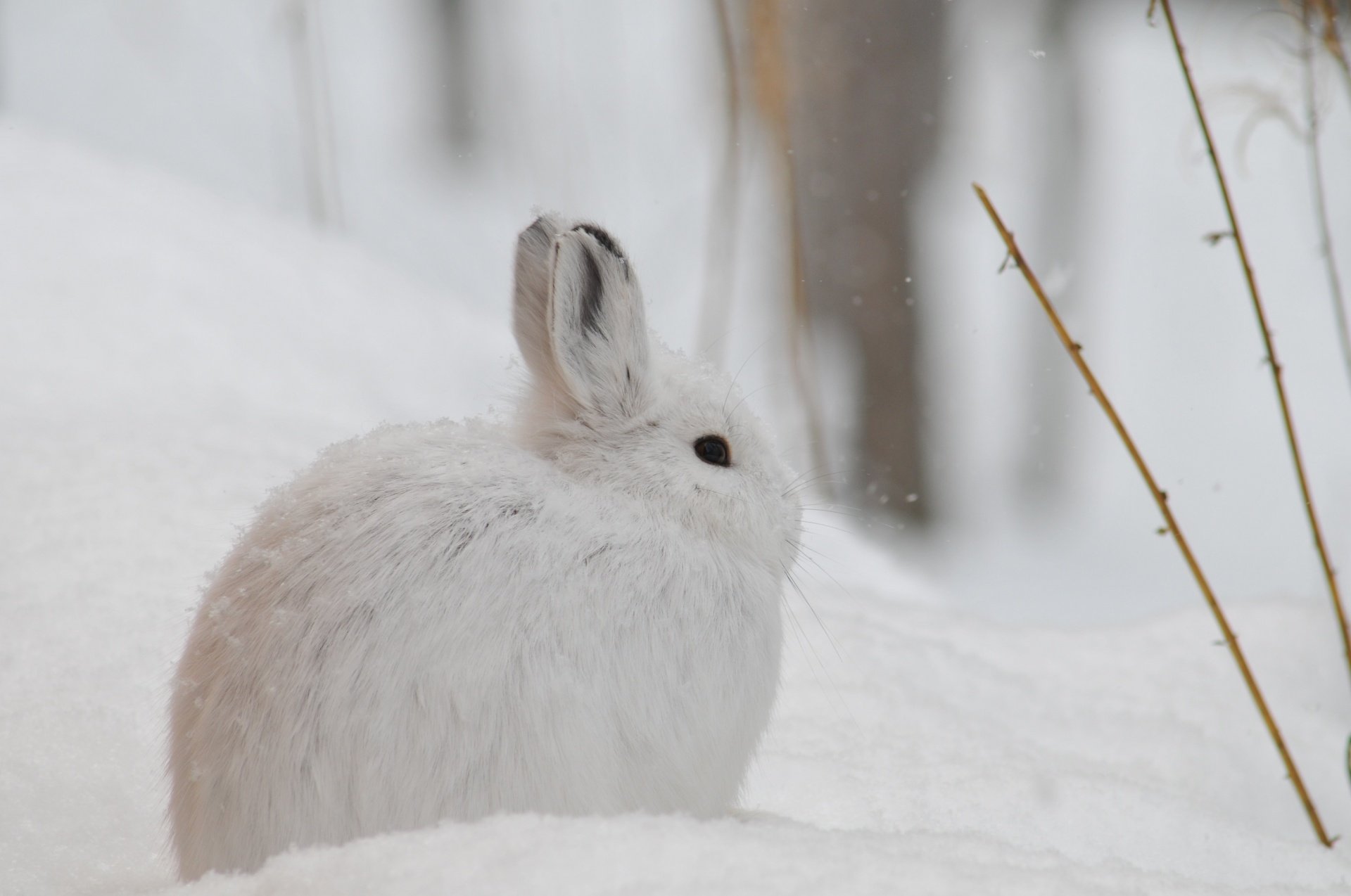 Заяц на снегу.