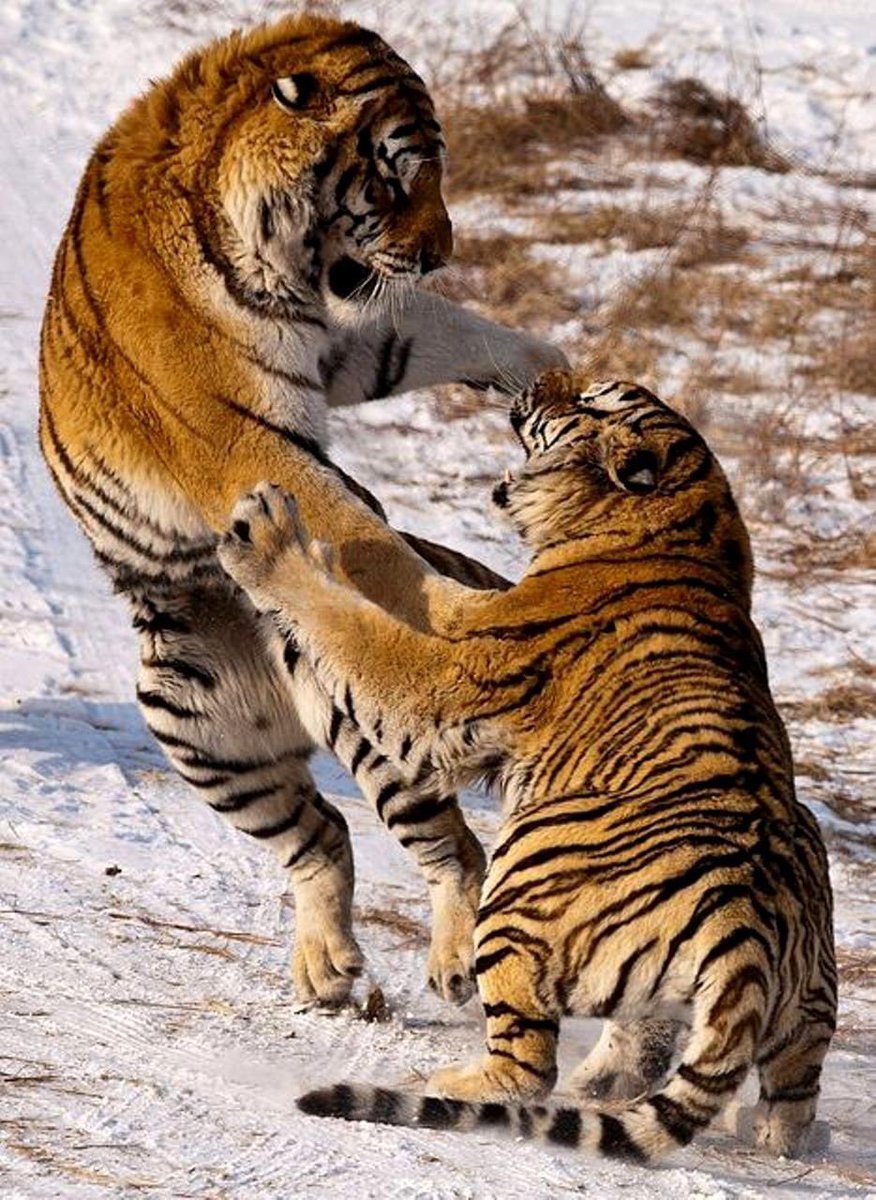 Бои хищников. Тигриный каньон Южная Африка. Тигр. Тигры дерутся. Драка тигров.