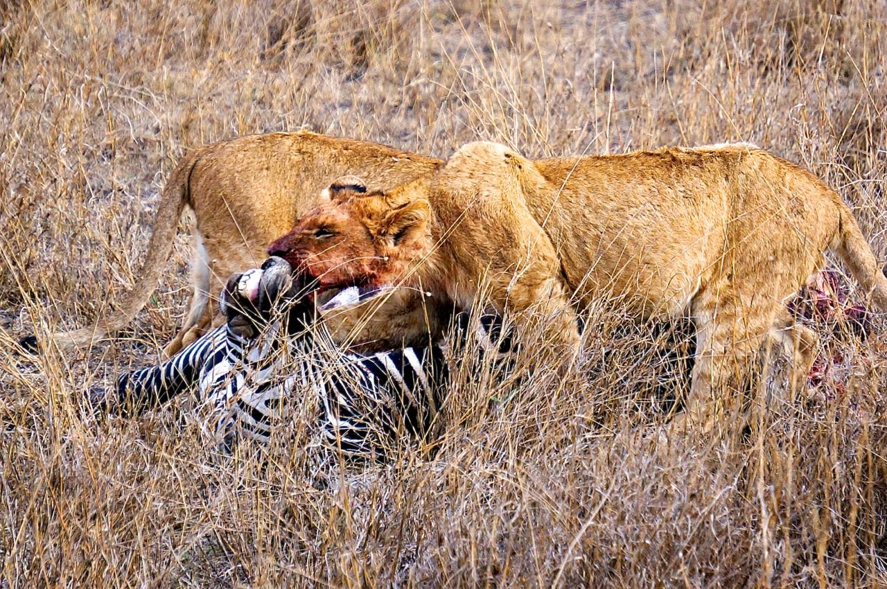 Конкуренция между хищниками. Охота Львов в дикой природе Африки. Охота Львов в дикой природе на буйволов. Лев охотится. Львица охотится.