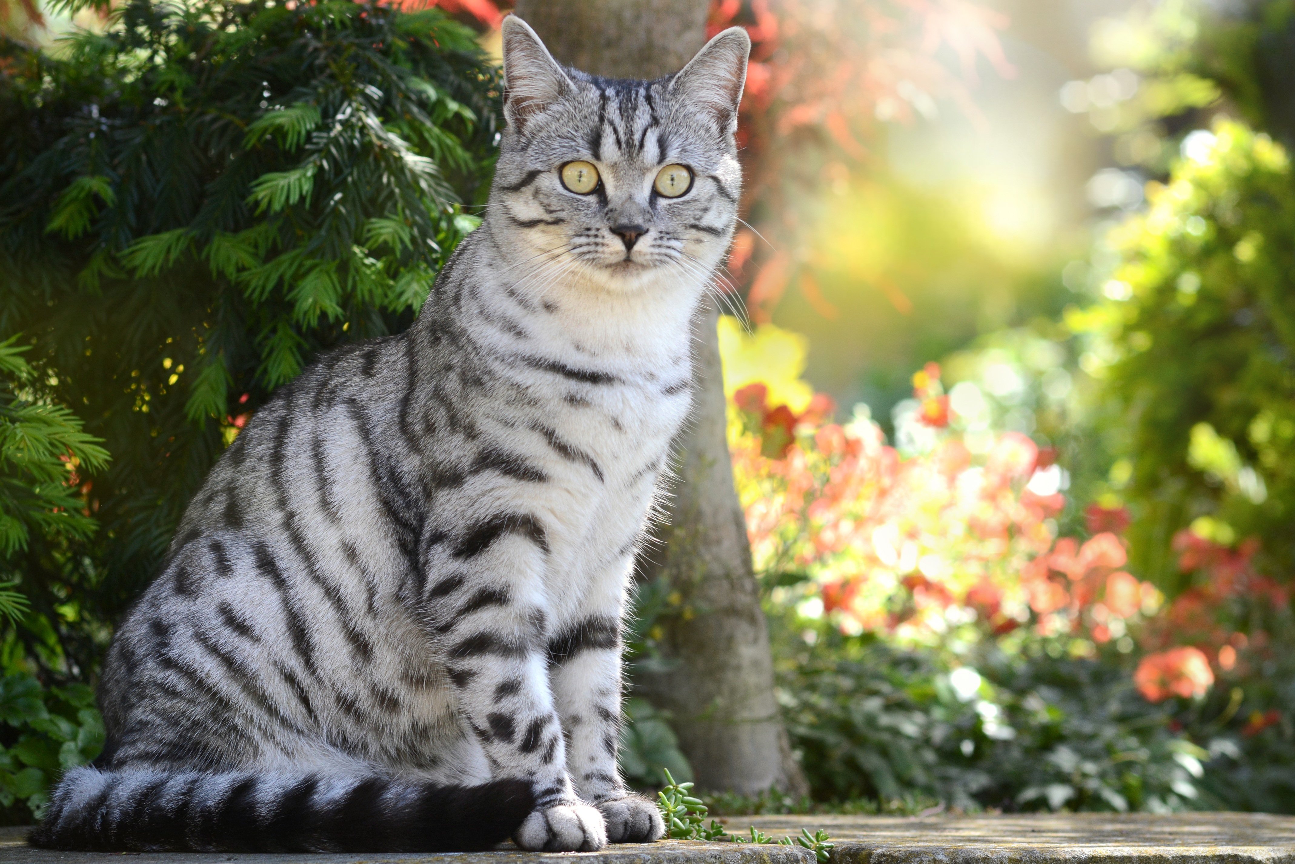 Серебристые породы кошек. Табби макрель полосатый. Британская бенгальскаякороткошёрстная кошка. Вискас порода кошек. Бенгал серый полосатый.