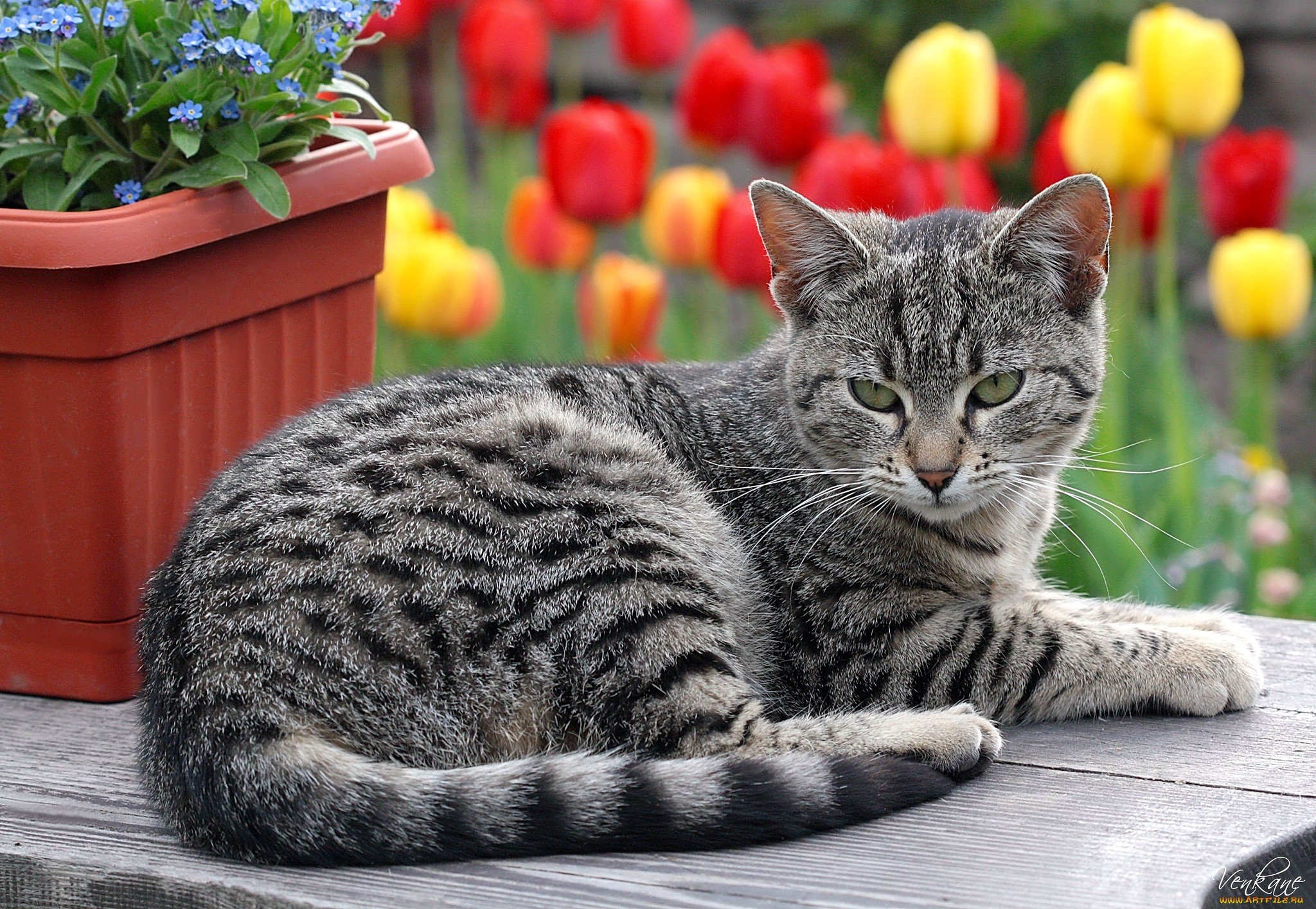 Красиво про кота. Кошка европейская короткошерстная серая полосатая. Европейская короткошерстная табби. Сибирская короткошерстная кошка серая. Сибирская кошка полосатая короткошерстная.