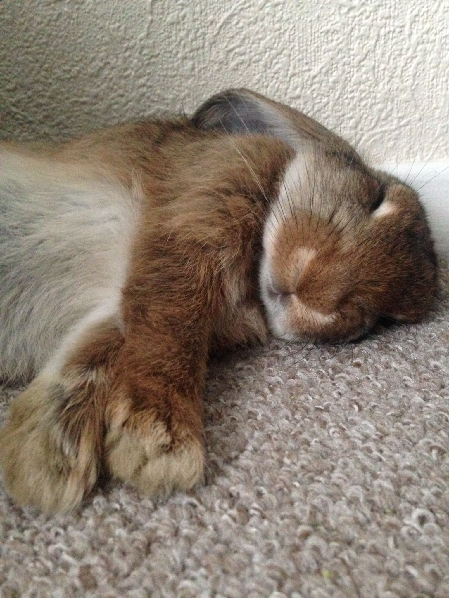 Уставшая зайка. Спящие животные. Сонный зайчик. Спящие кролики. Спящий заяц.