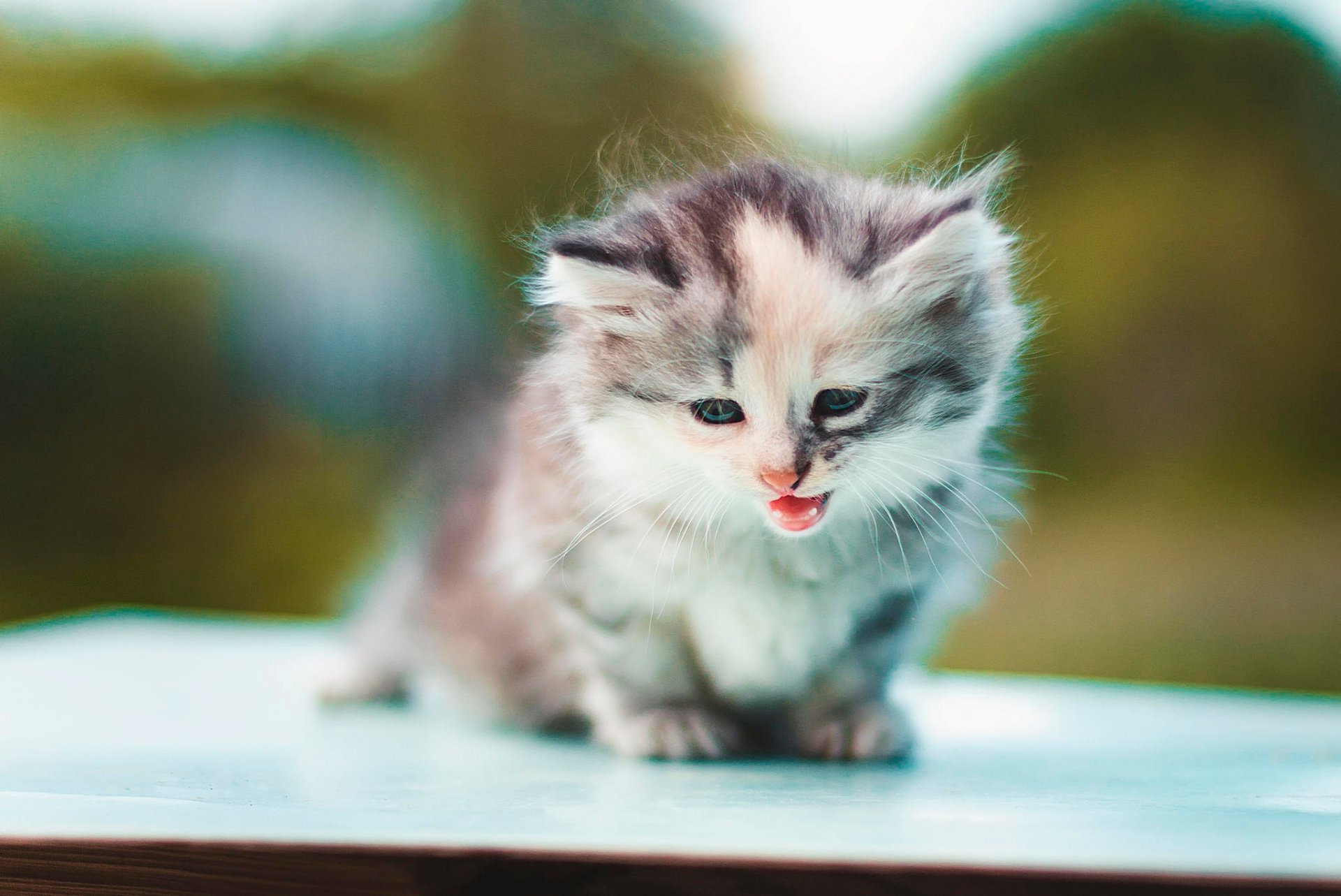 Самые Маленькие Котята В Мире Фото