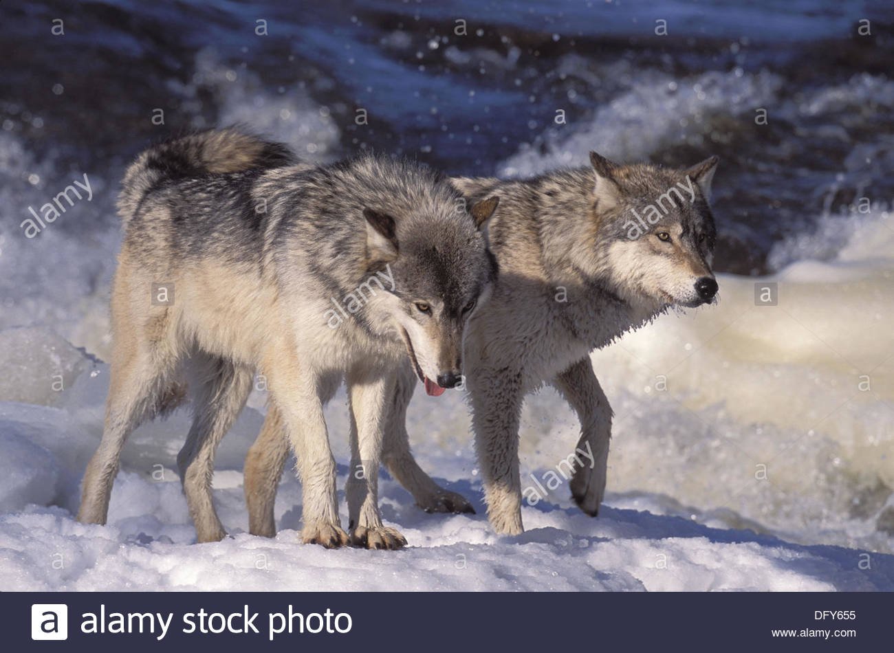 Волк точка ру. Млекопитающие волк. Матерые волки. Лютый волк. Волчица.
