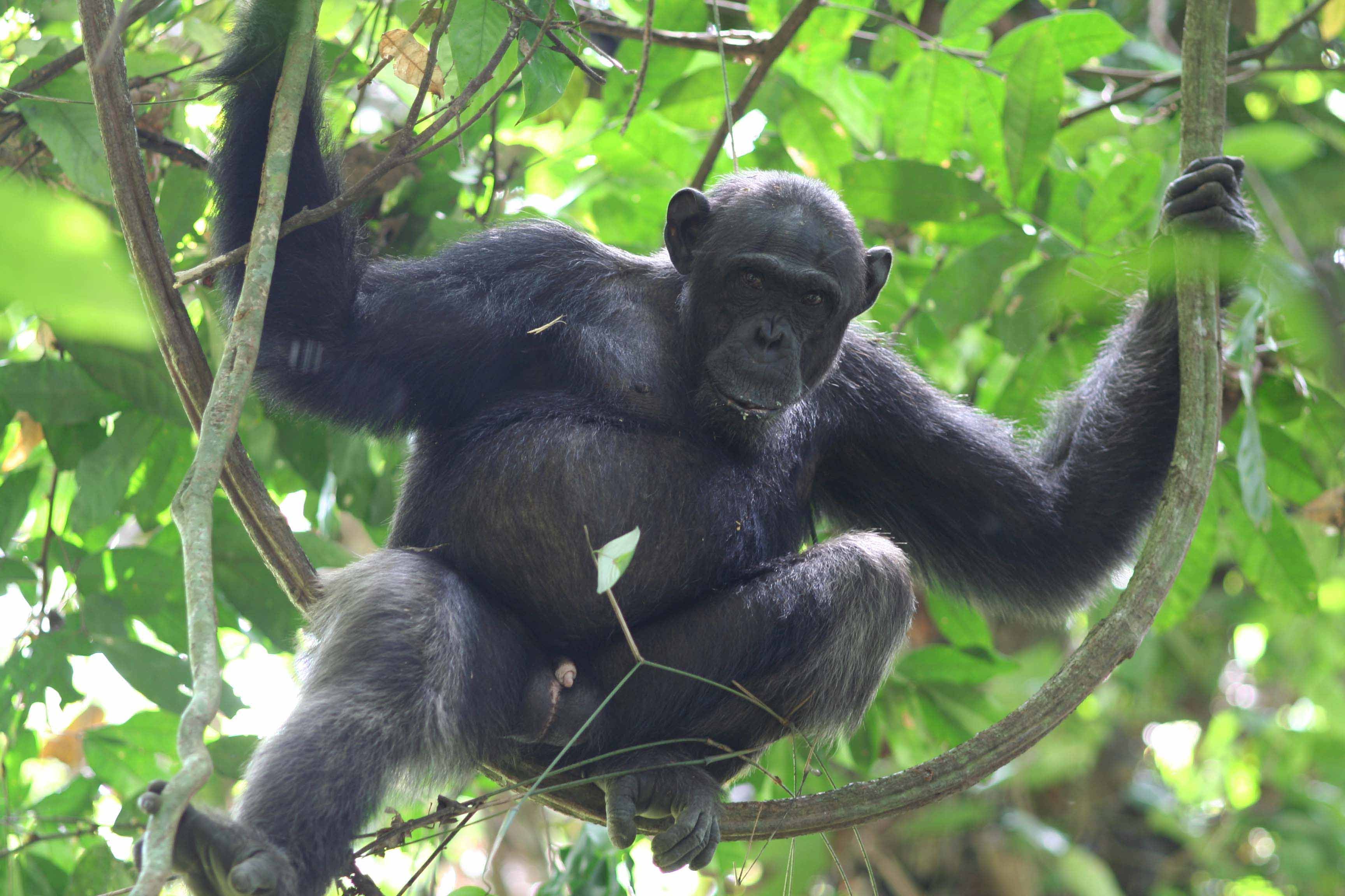 Самка шимпанзе 