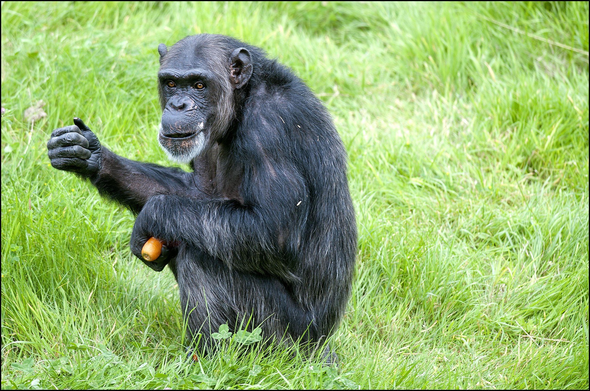 Карликовый шимпанзе 6. Шимпанзе Чимп. Самка шимпанзе. Шимпанзе на английском. Шимпанзе обыкновенный самка.