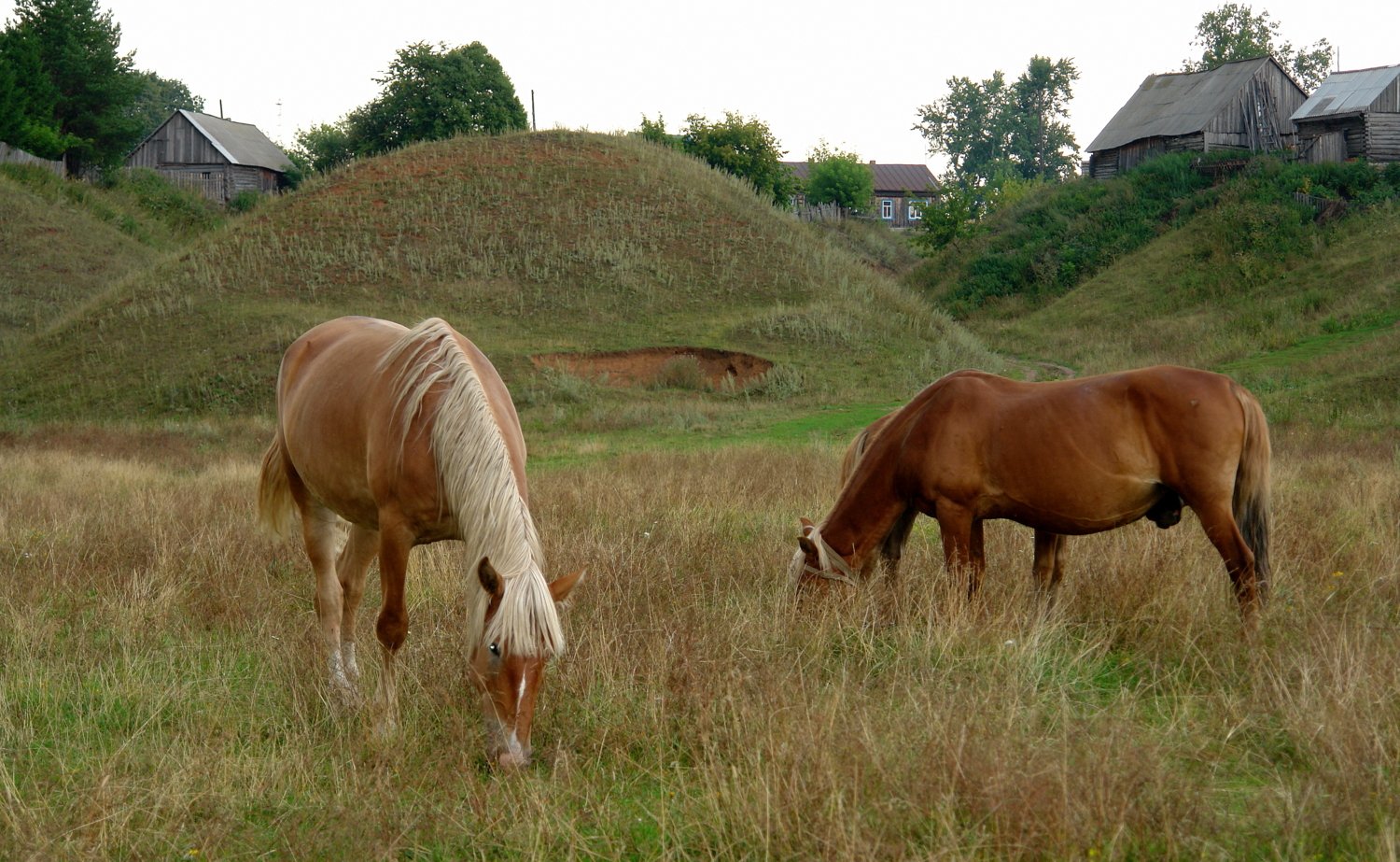 Деревня конь татарстан. Конь в деревне. Лошади в селе. Лошадь села. Сельская лошадь.