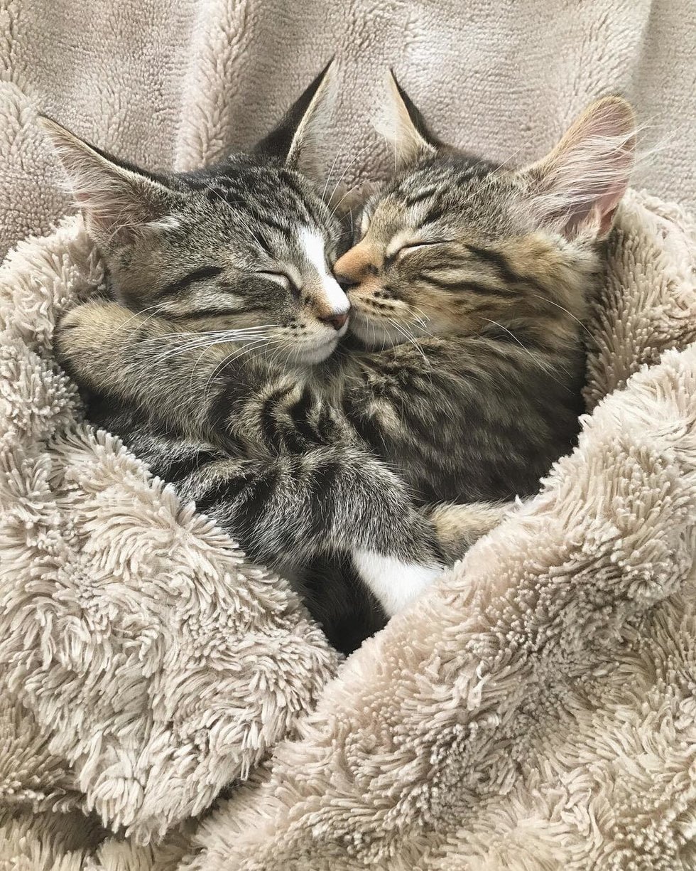 Две Милые Кошечки И Их Фантазии