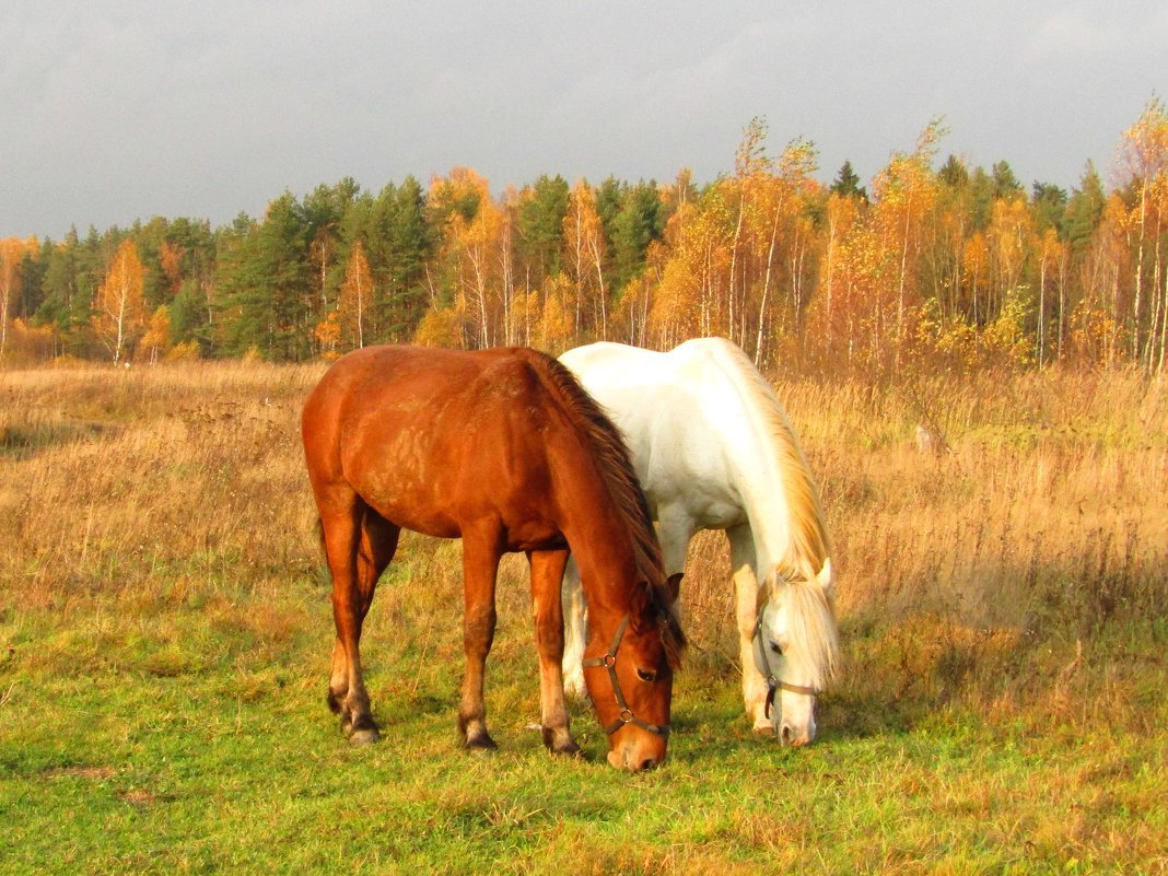 Дальше лошадка. Лошади в деревне. Пейзаж с лошадьми. Лошадь пасется в деревне. Лошадь осень.