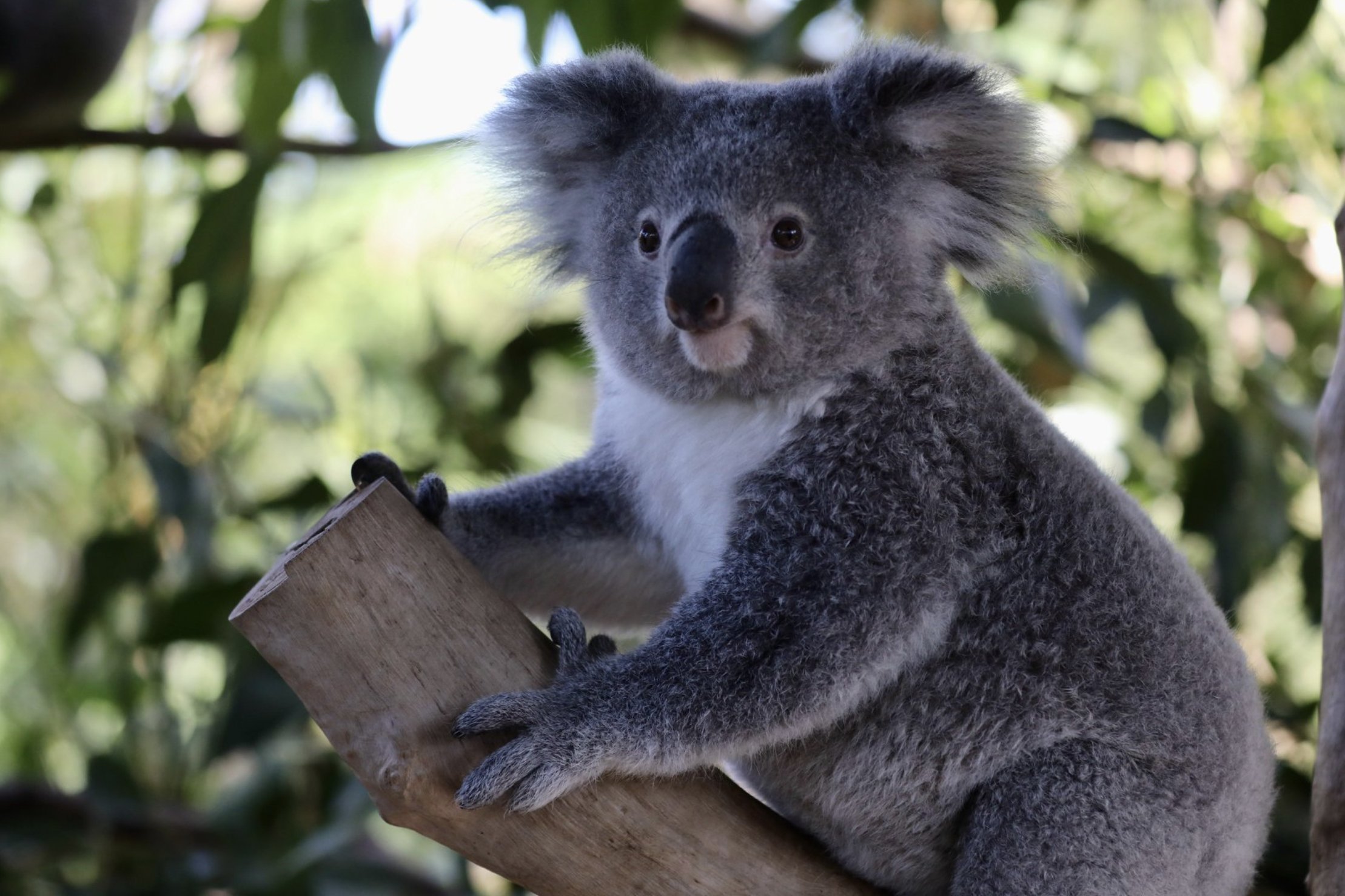 Коала отзывы. Вомбат и коала. Сумчатый мишка коала. Коала в Австралии. Эндемики Австралии коала.