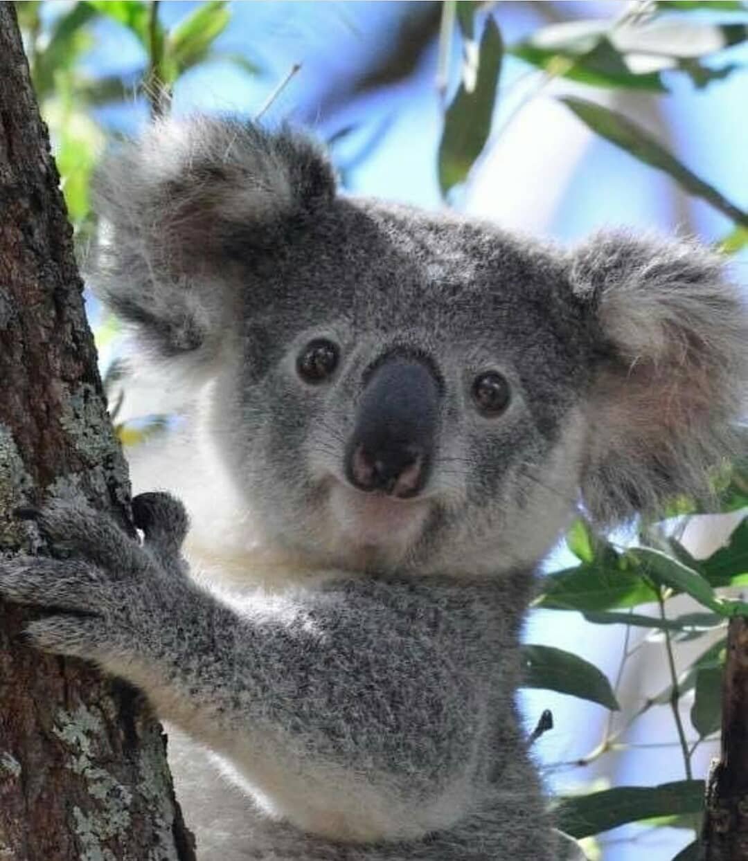 Коала дома. Карликовая коала. Животные Австралии коала. Коала с детенышем. Коала сумчатое животное.