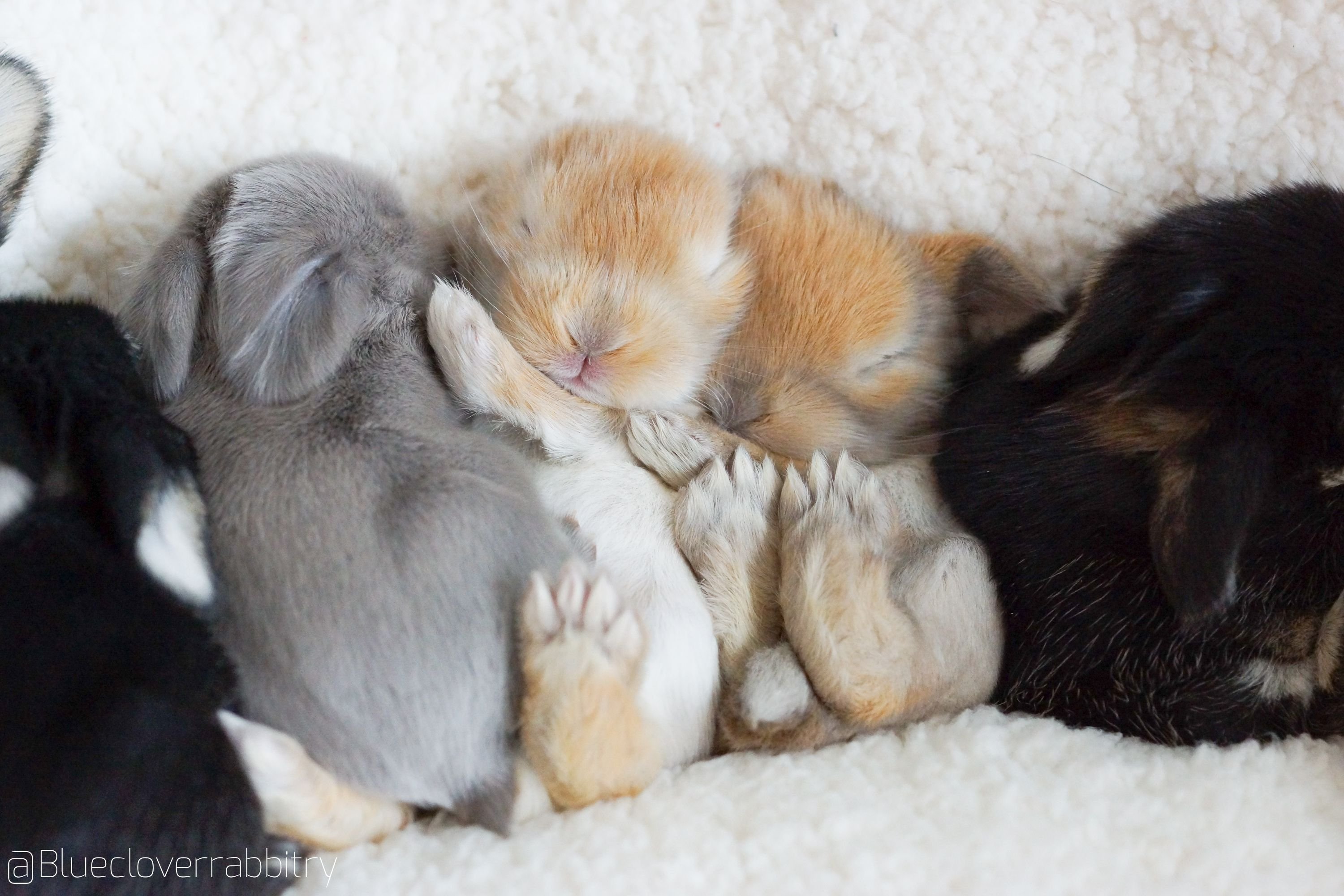 Карликовые кролики Новорожденные