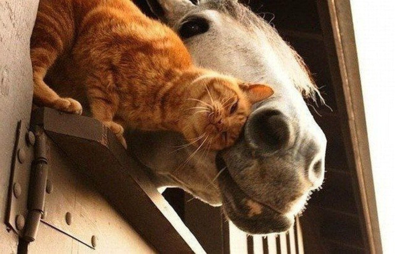 Кошка лошадка. Дружба кошки и лошади. Кот на лошади. Лошадь и кошка. Лошадь и собака.