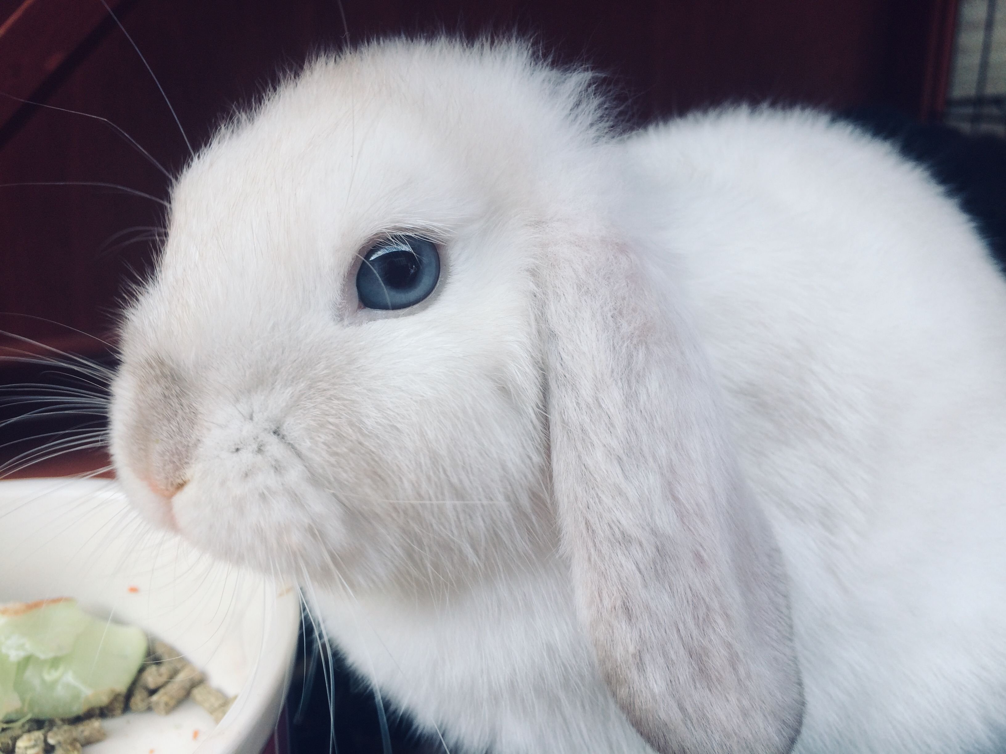 Only bunny. Гермелин ангорский карликовый кролик. Вислоухий кролик Минилоп. Гермелин голубоглазый кролик. Карликовый кролик Минилоп.