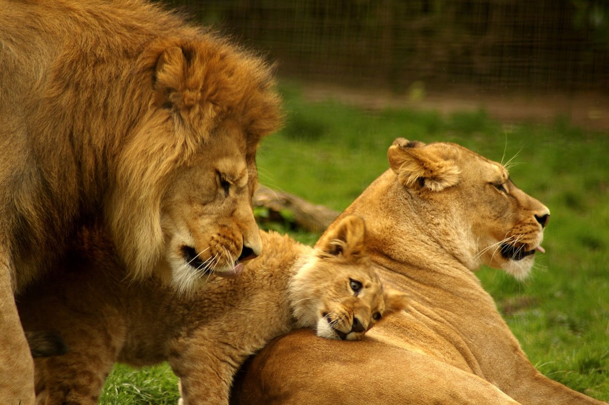 Лев львица и два львенка