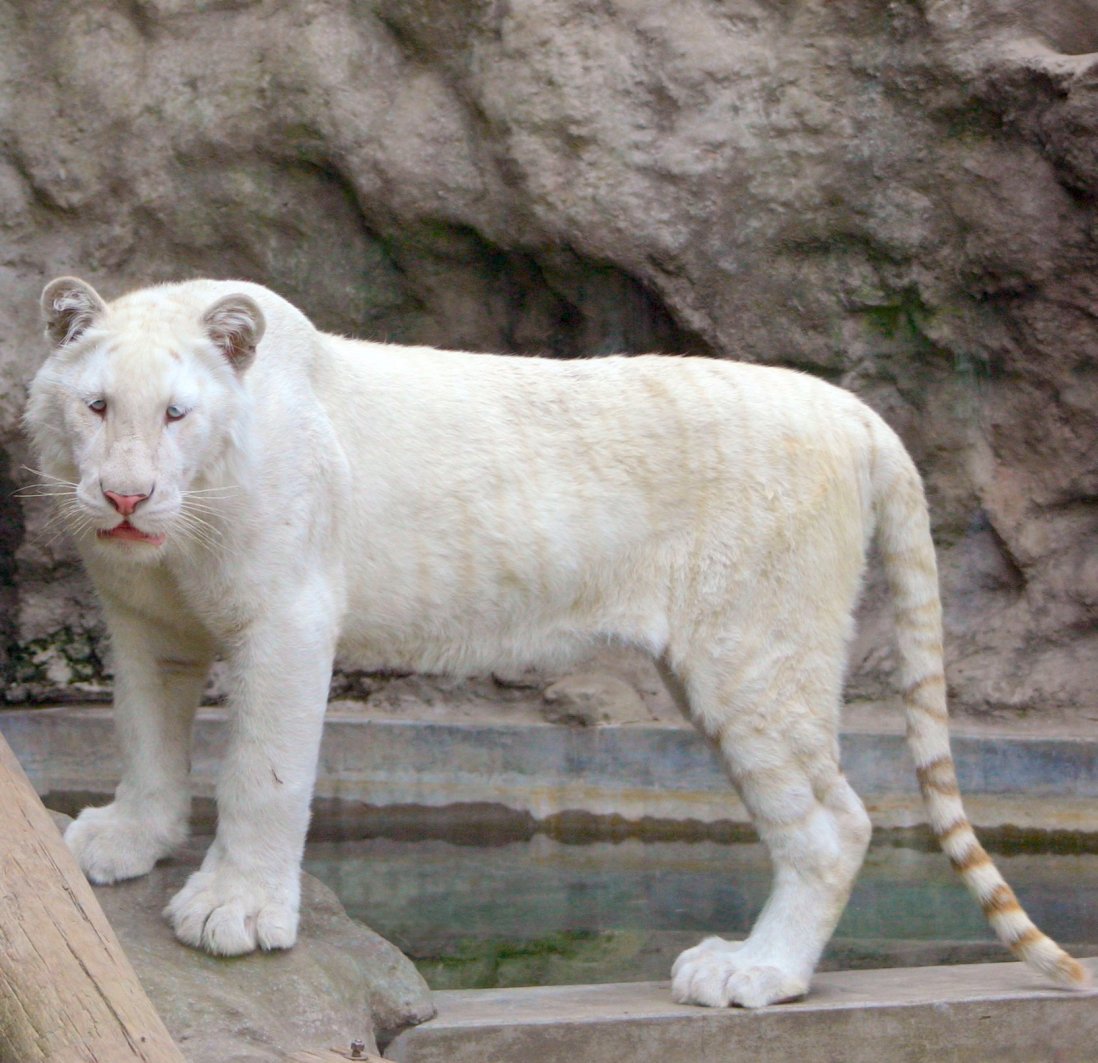 50 animals. Пума альбинос. Белая Пума альбинос. Пантера альбинос. Белая пантера.