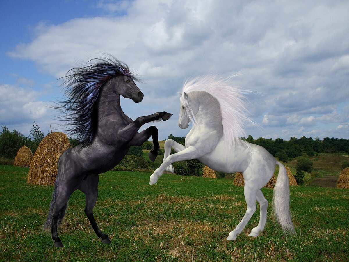 Белые лошадки песня. Белый конь. Кони черный и белый. Черная и белая лошадь. Три коня.